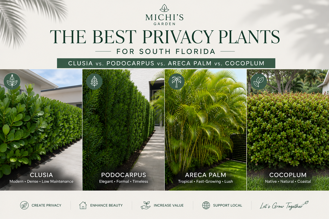 Best Privacy Plants for South Florida: Clusia vs. Podocarpus vs. Areca Palm vs. Cocoplum
