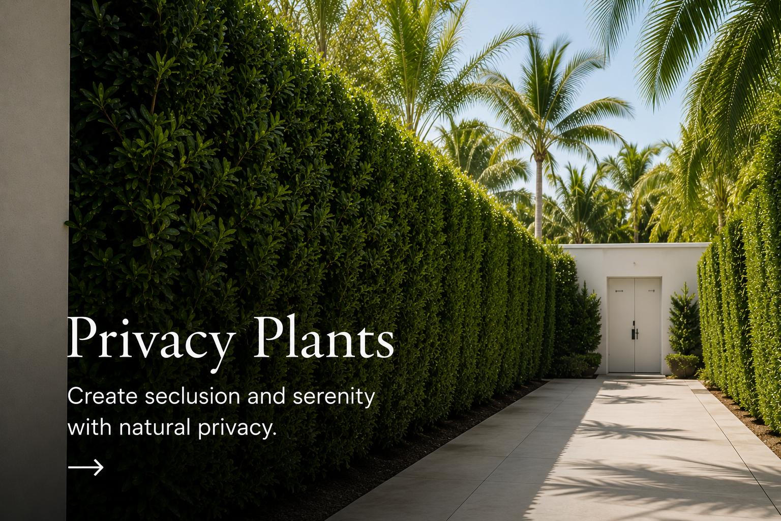 Privacy Plants