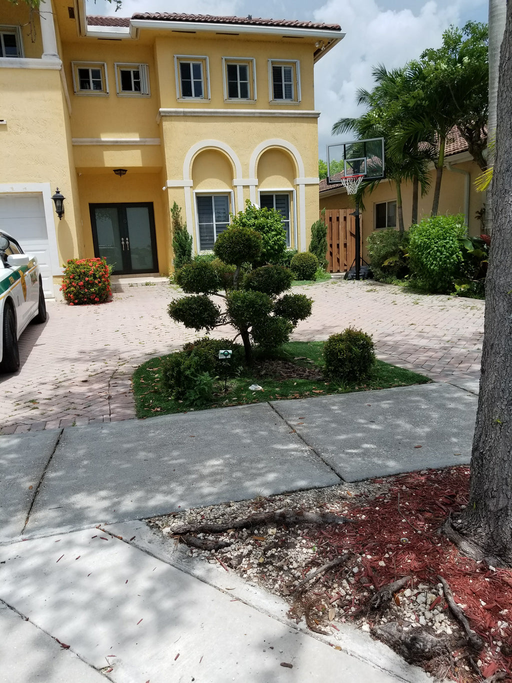 Multi Ball Eugenia Topiary (Approx. 4–5 ft)
