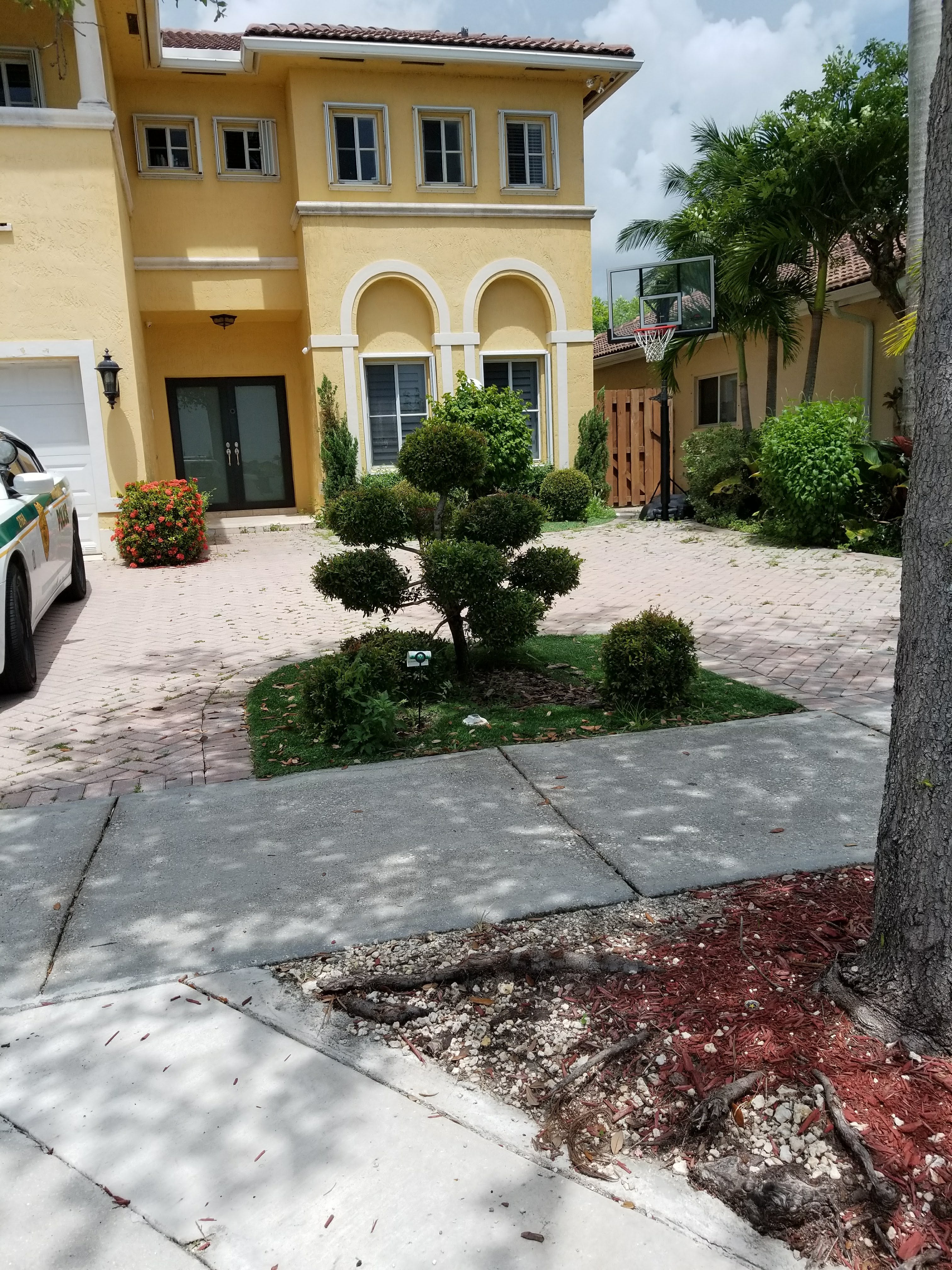 Multi Ball Eugenia Topiary (Approx. 4–5 ft)