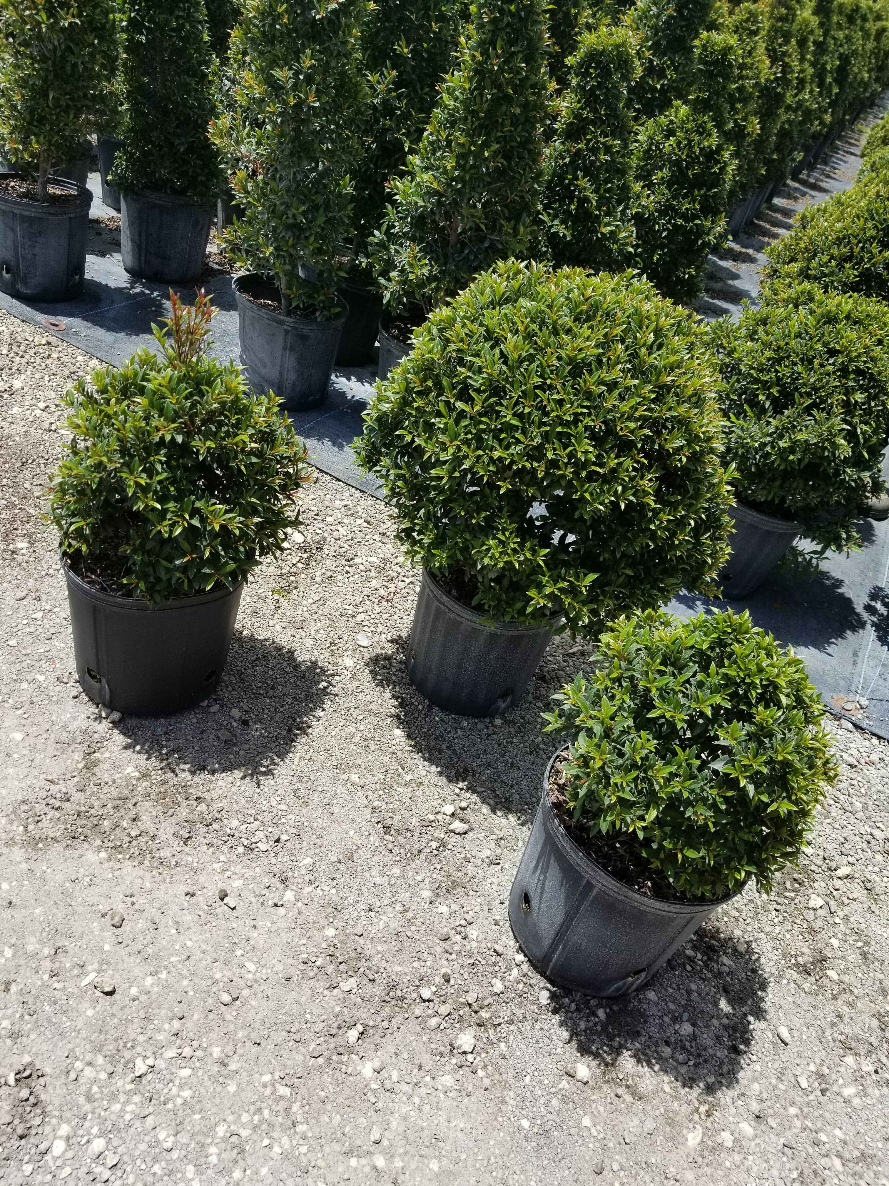Eugenia Topiary Ball – Approx. 1 ft Wide