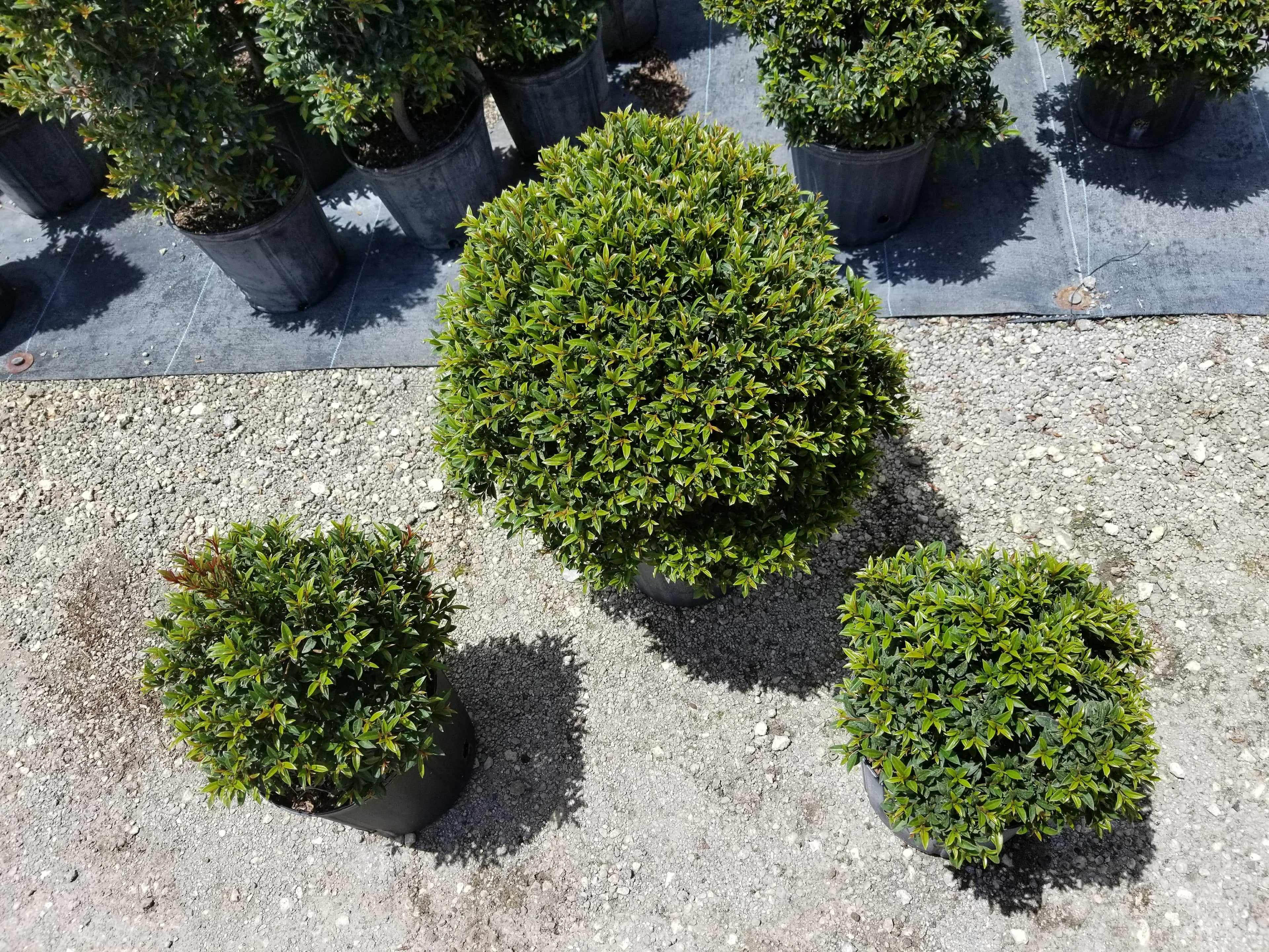 Eugenia Topiary Ball – Approx. 1 ft Wide