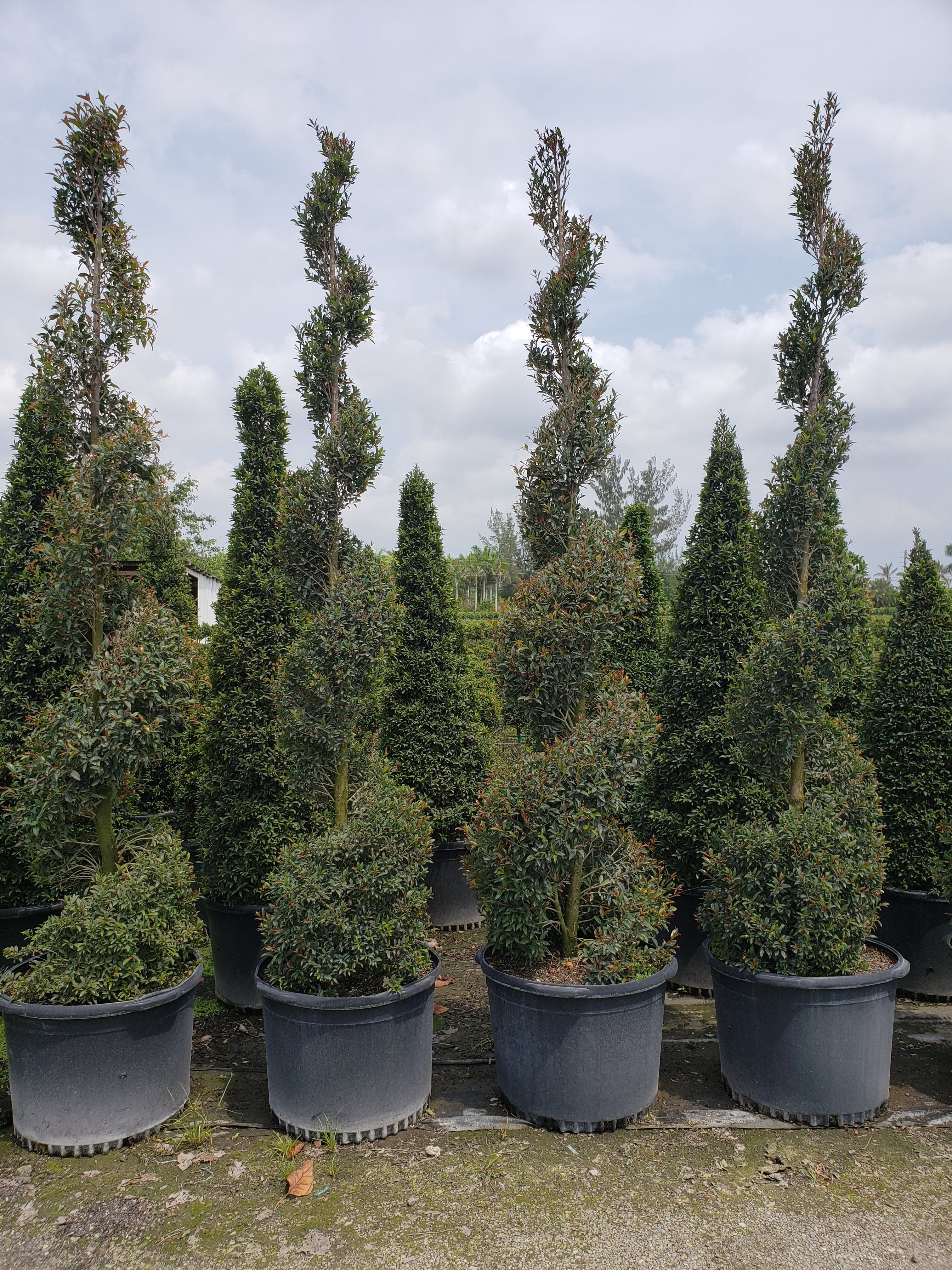 Eugenia Spiral Topiary About 6-8 Feet Tall