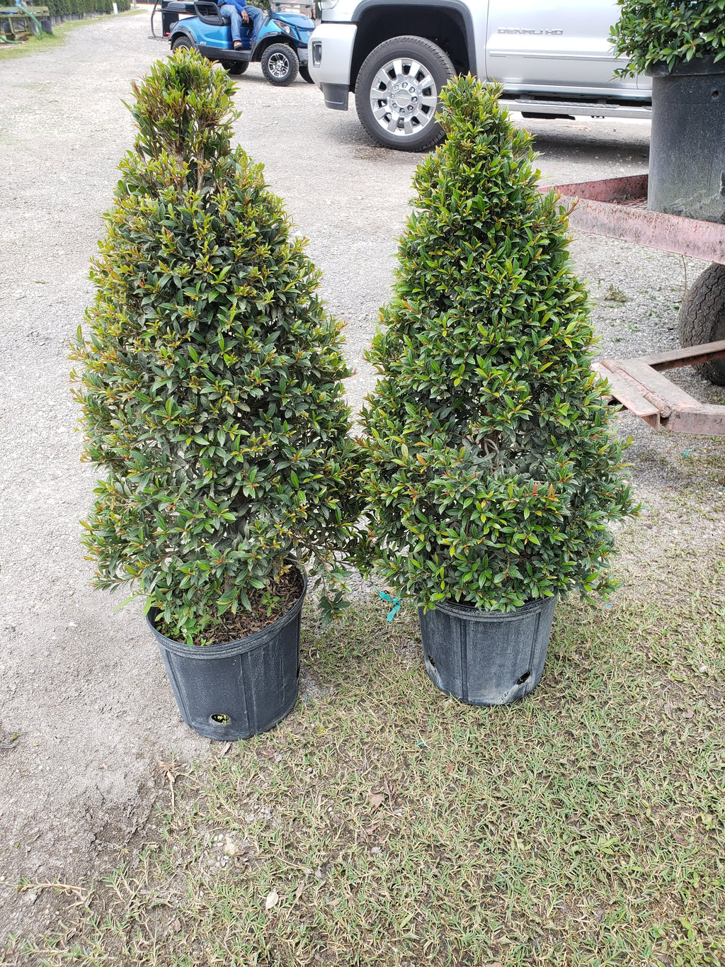 Eugenia Classic Cone Topiary (Small)