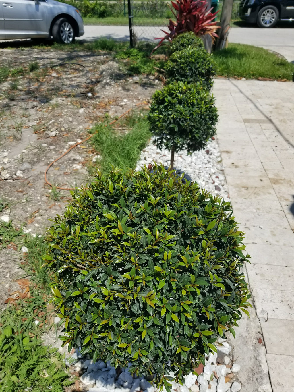 Eugenia Topiary Tree (Sstandard Single Ball) About 2 Feet Tall