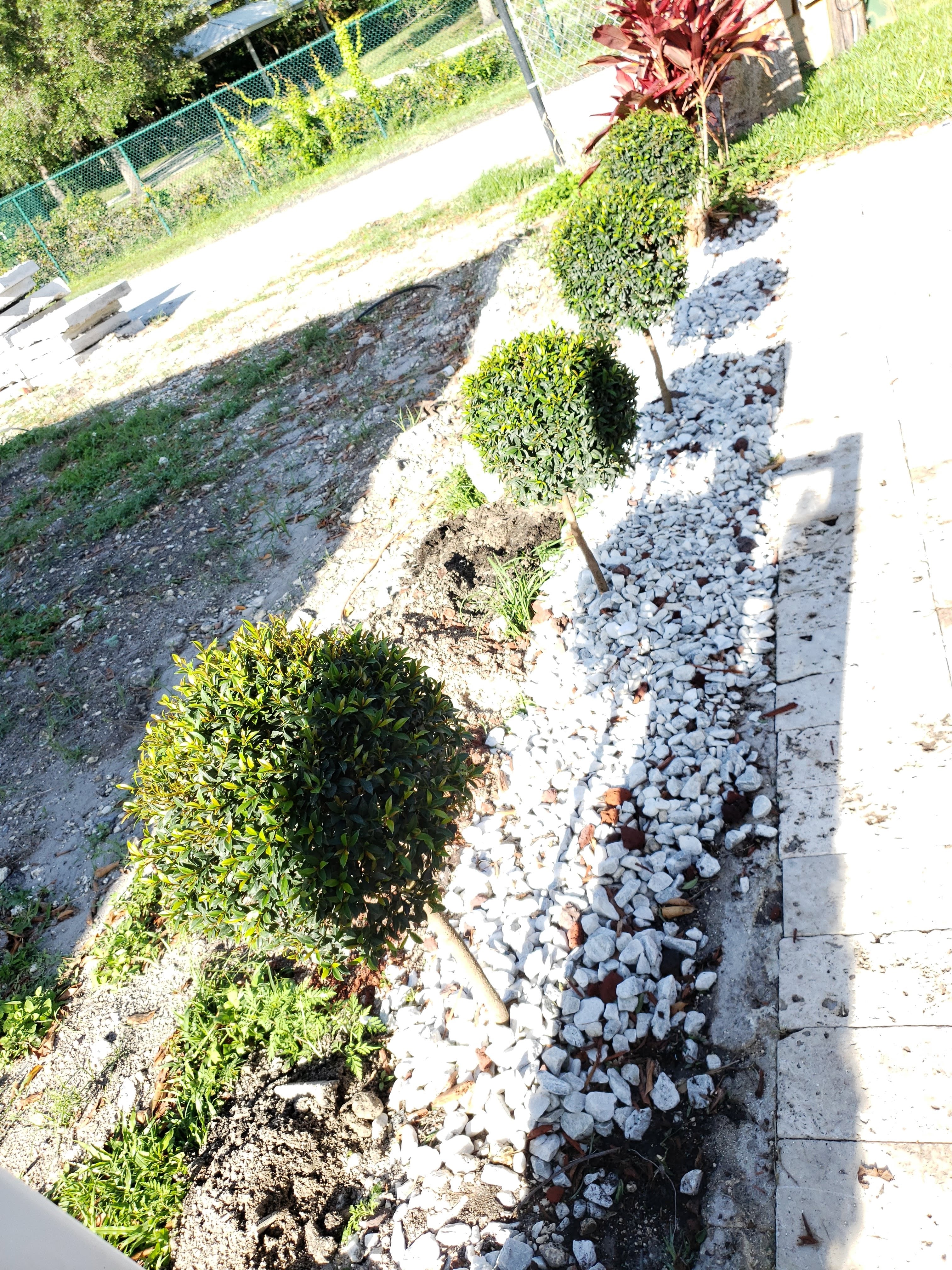Eugenia Topiary Tree (Sstandard Single Ball) About 2 Feet Tall