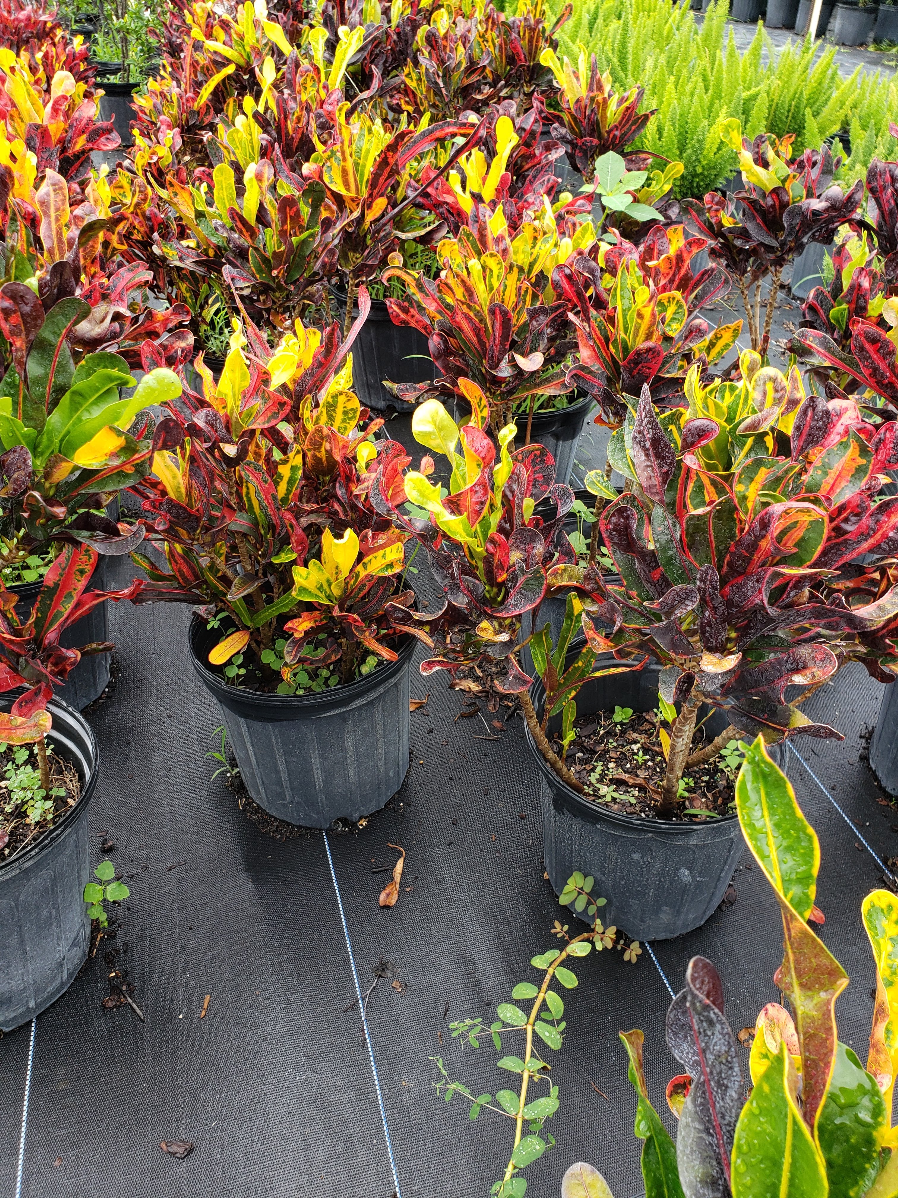 Croton 'Mammy' Mamey