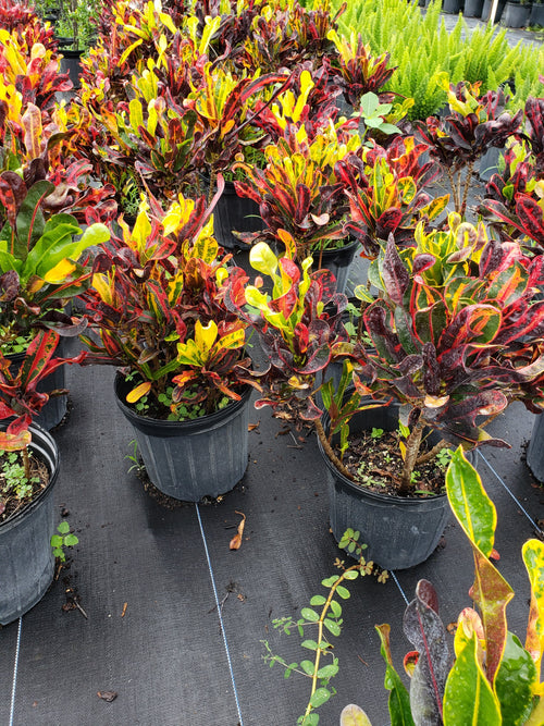 Croton 'Mammy' Mamey