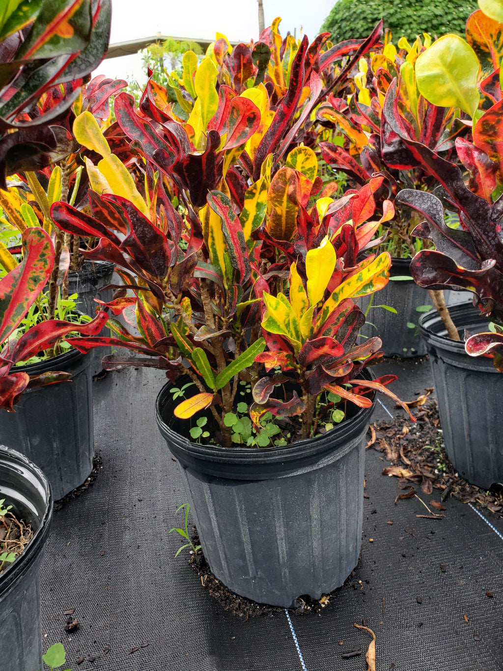 Croton 'Mammy' Mamey