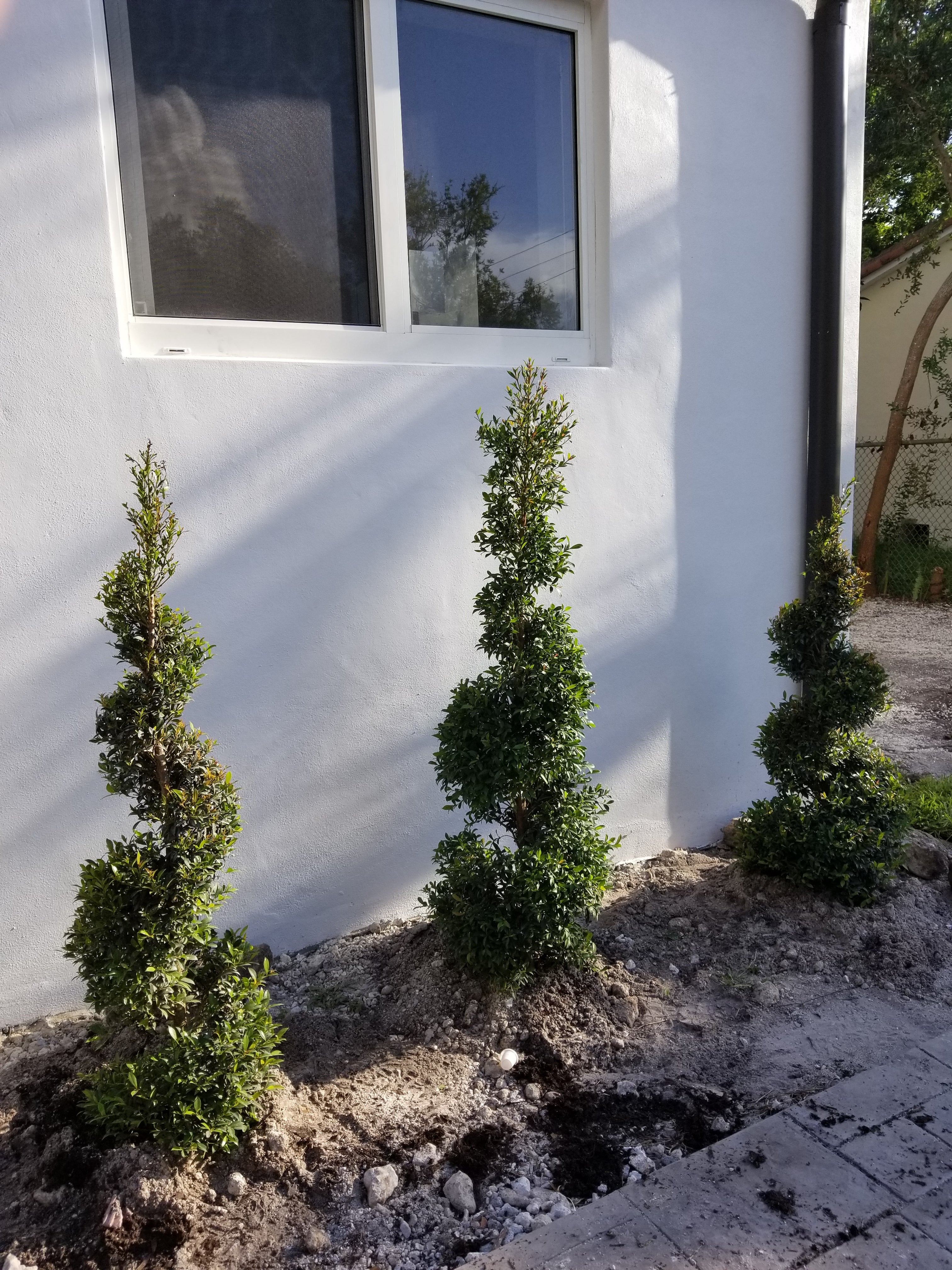 Eugenia Spiral Topiary About 4-5 Feet Tall