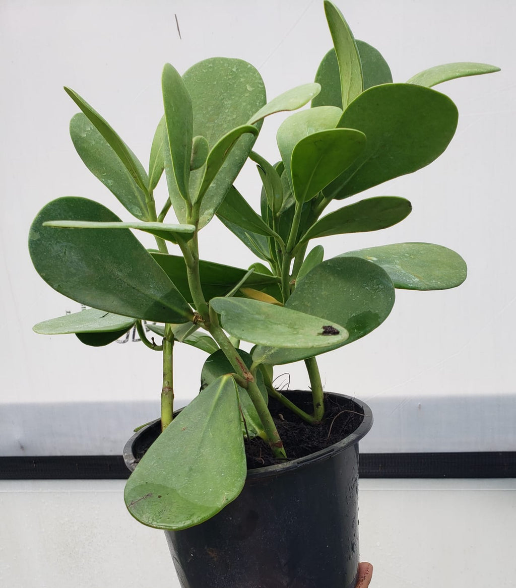 Clusia Rosea About 10" Tall
