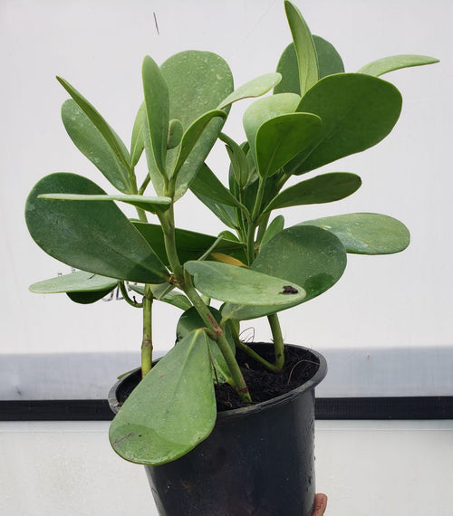 Clusia Rosea About 10" Tall