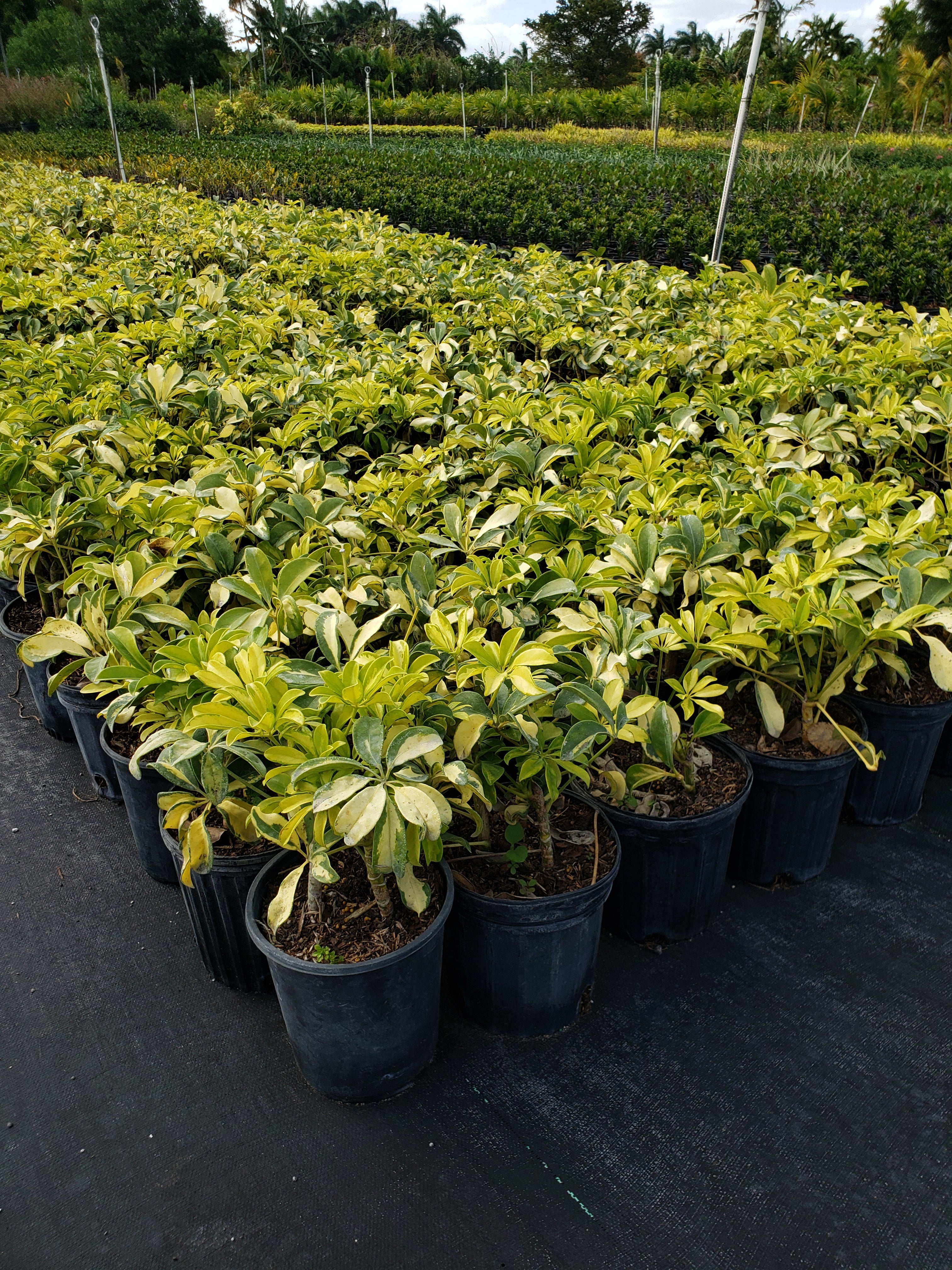 Variegated Dwarf Schefflera (Schefflera arboricola 'Trinette')
