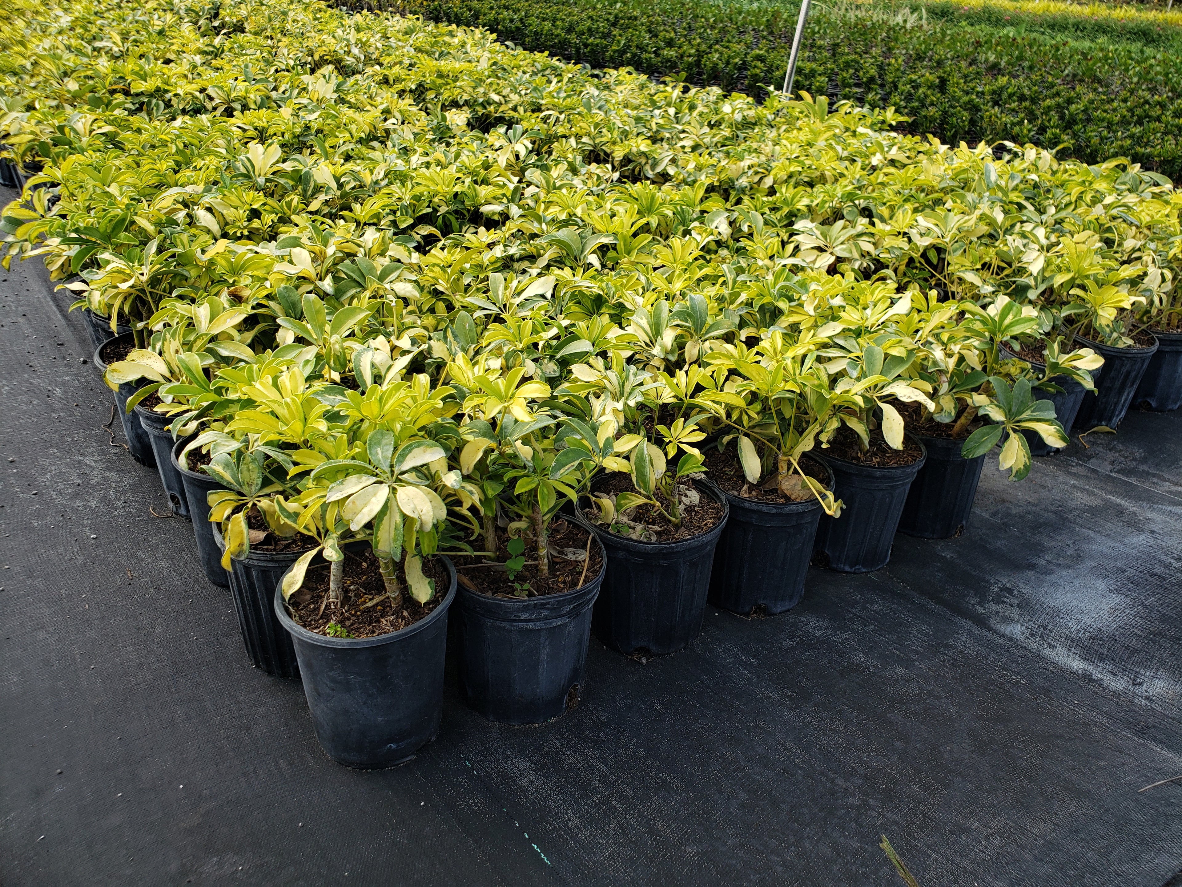 Variegated Dwarf Schefflera (Schefflera arboricola 'Trinette')