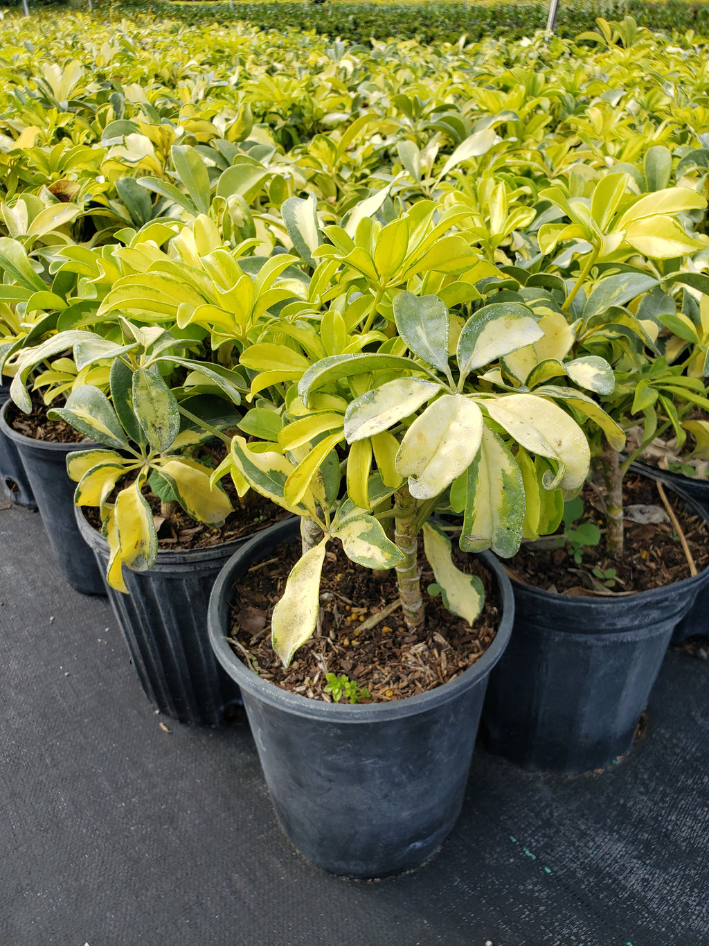 Variegated Dwarf Schefflera (Schefflera arboricola 'Trinette')