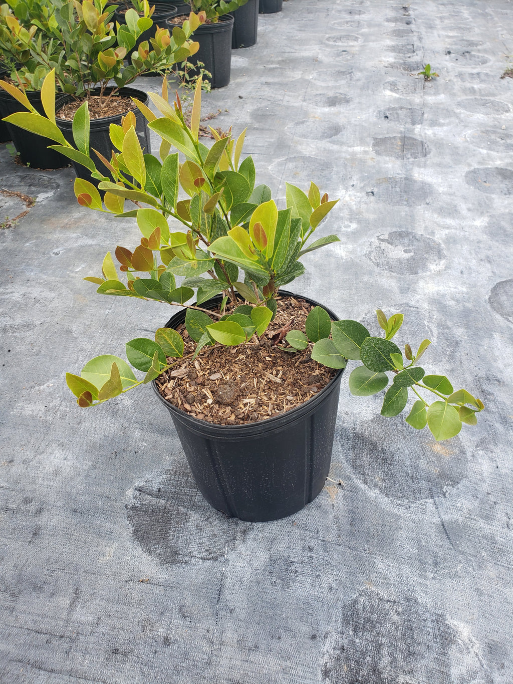Red Tip Cocoplum (small)