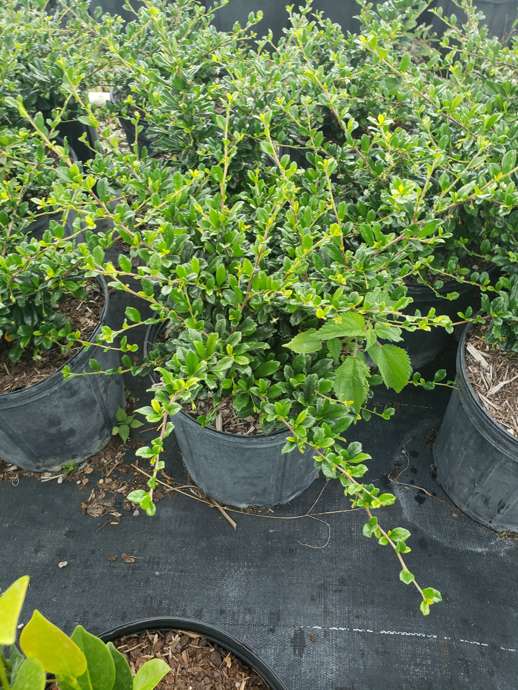 Serissa (Snow Rose) Small