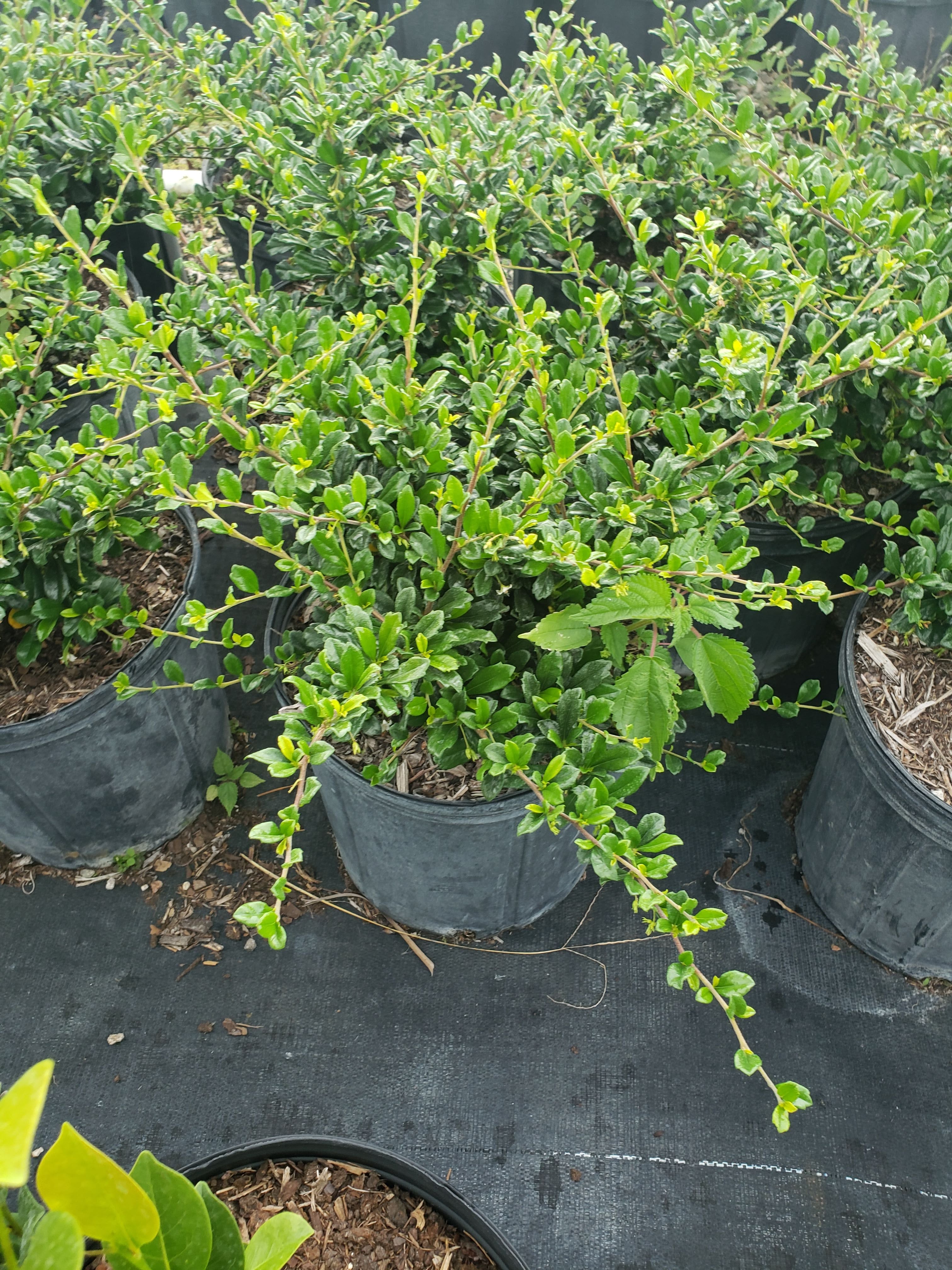Serissa (Snow Rose) Small