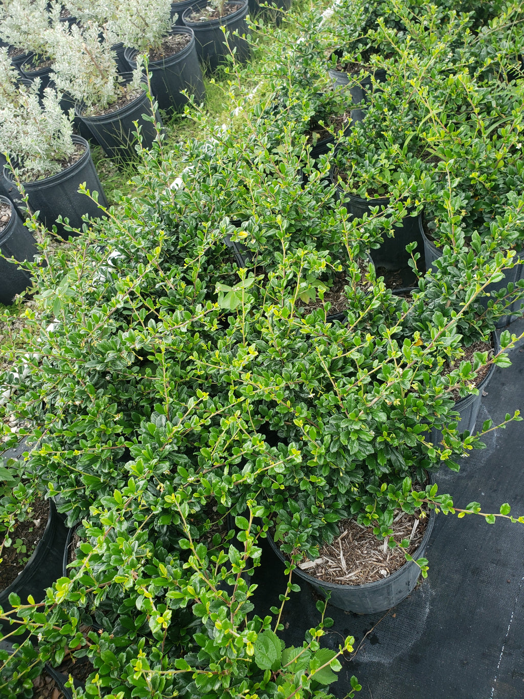 Serissa (Snow Rose) Small