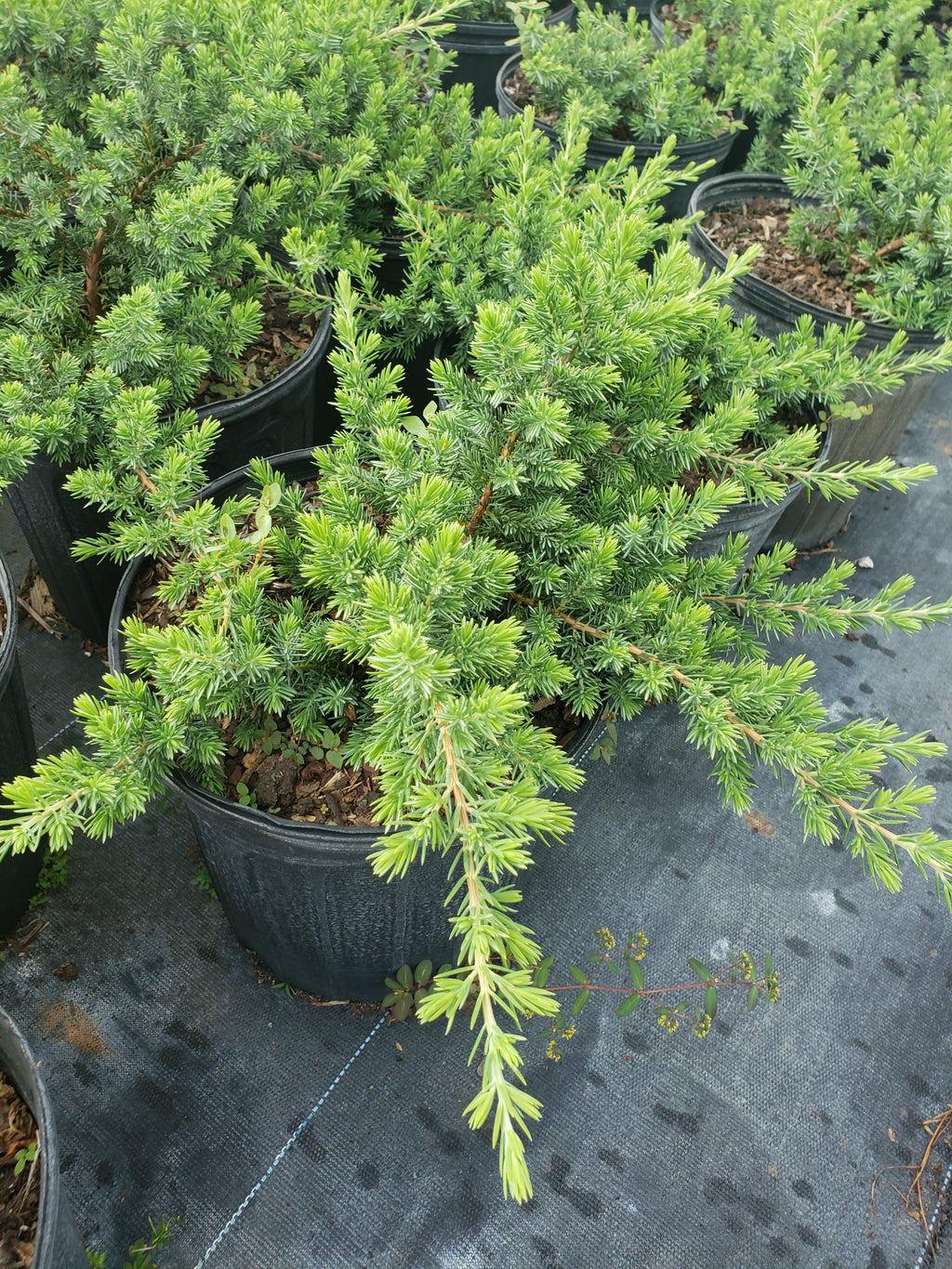 Juniper (Juniperus spp.)