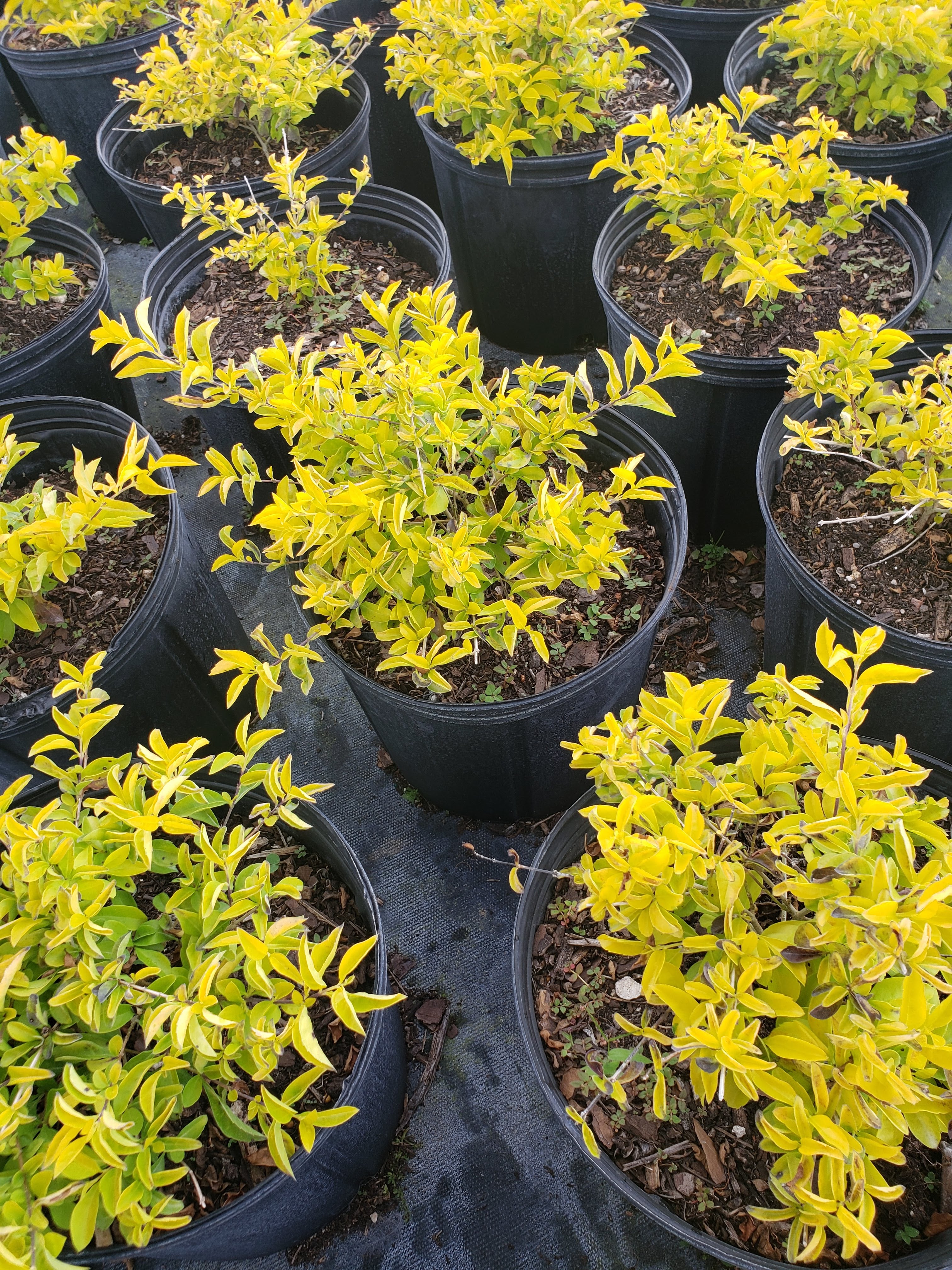 Gold Mound Duranta (Duranta erecta 'Gold Mound')