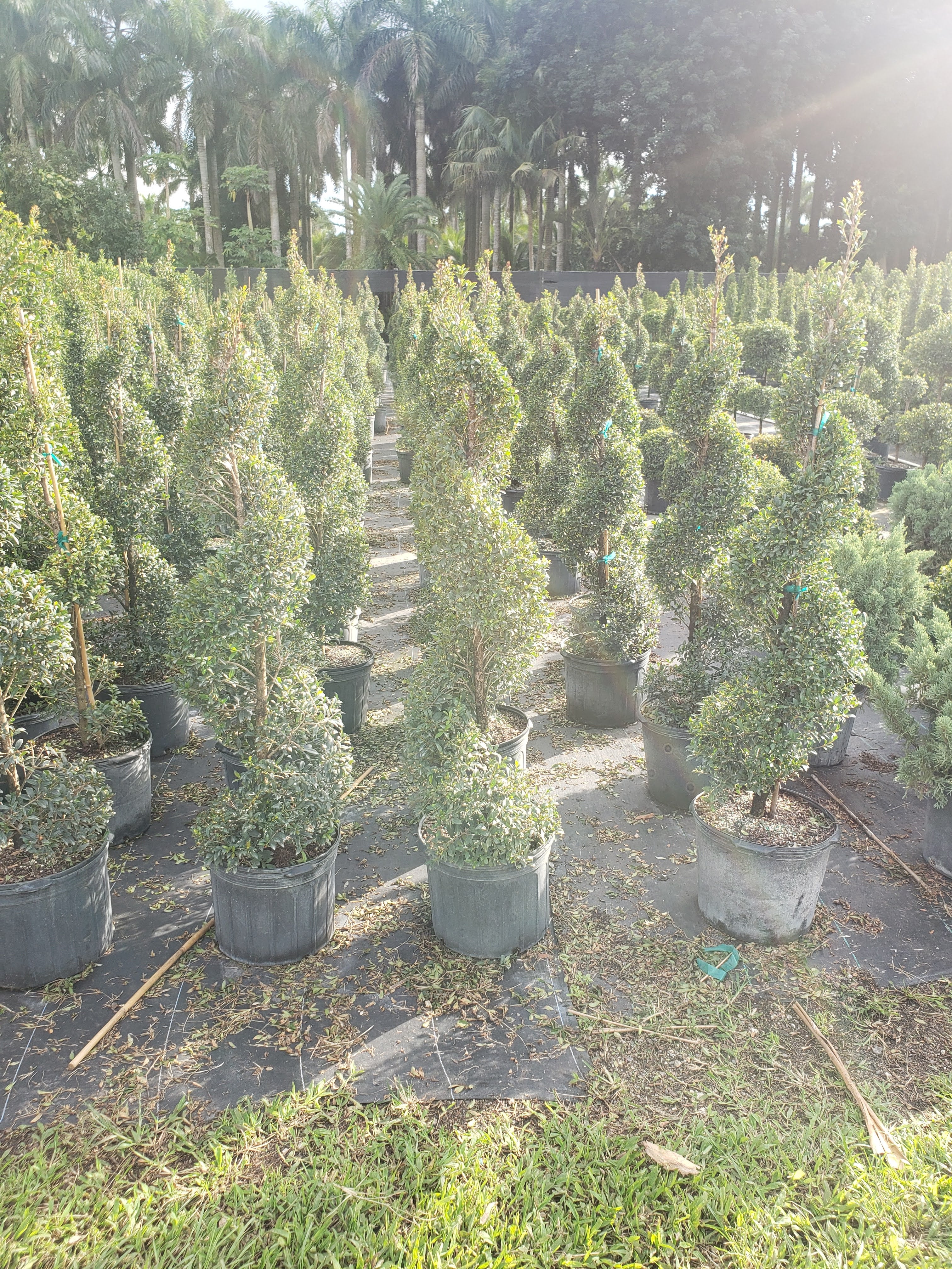 Eugenia Spiral Topiary About 4-5 Feet Tall