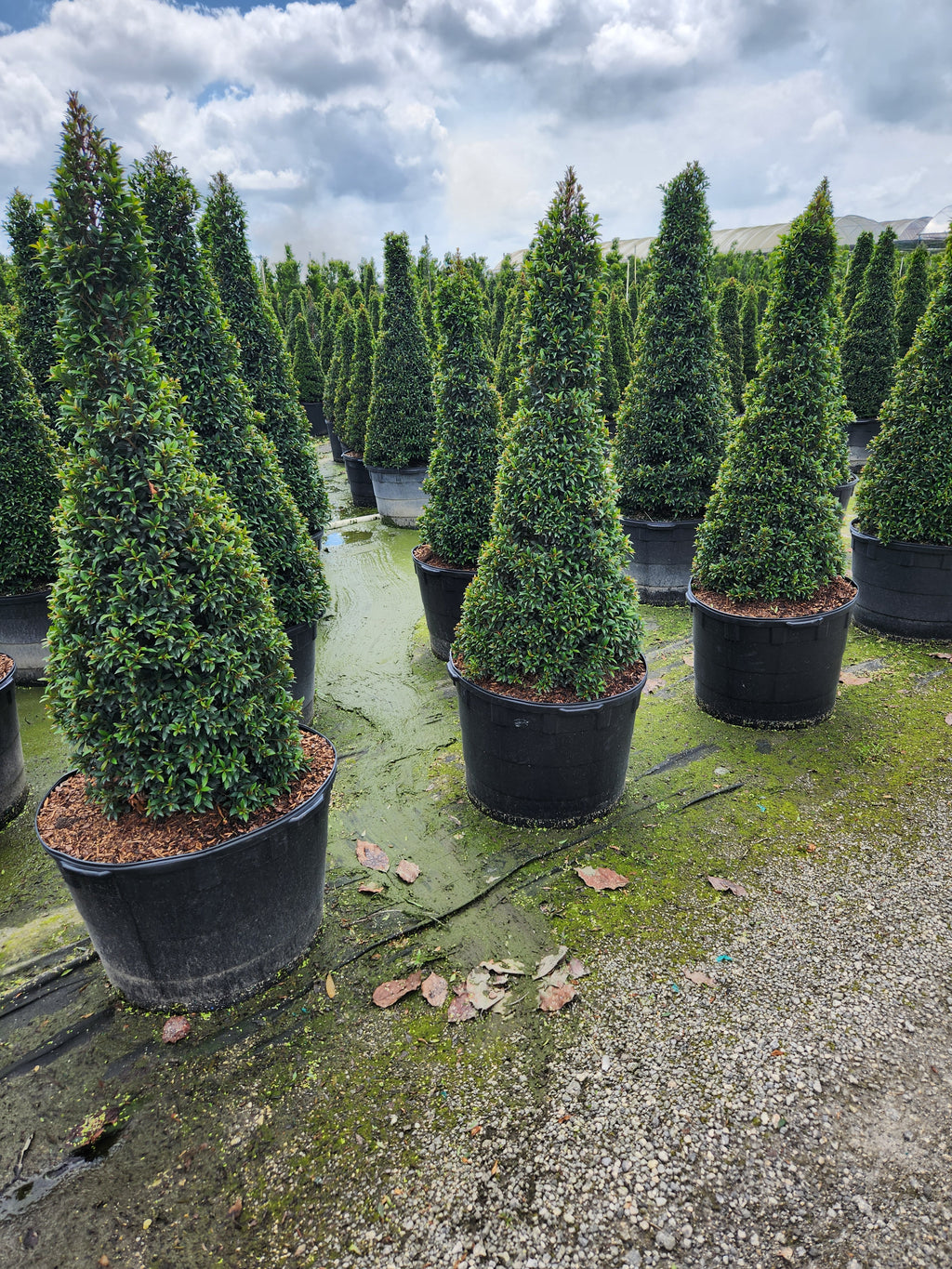 Eugenia Cone Topiary (4–6 ft Tall)