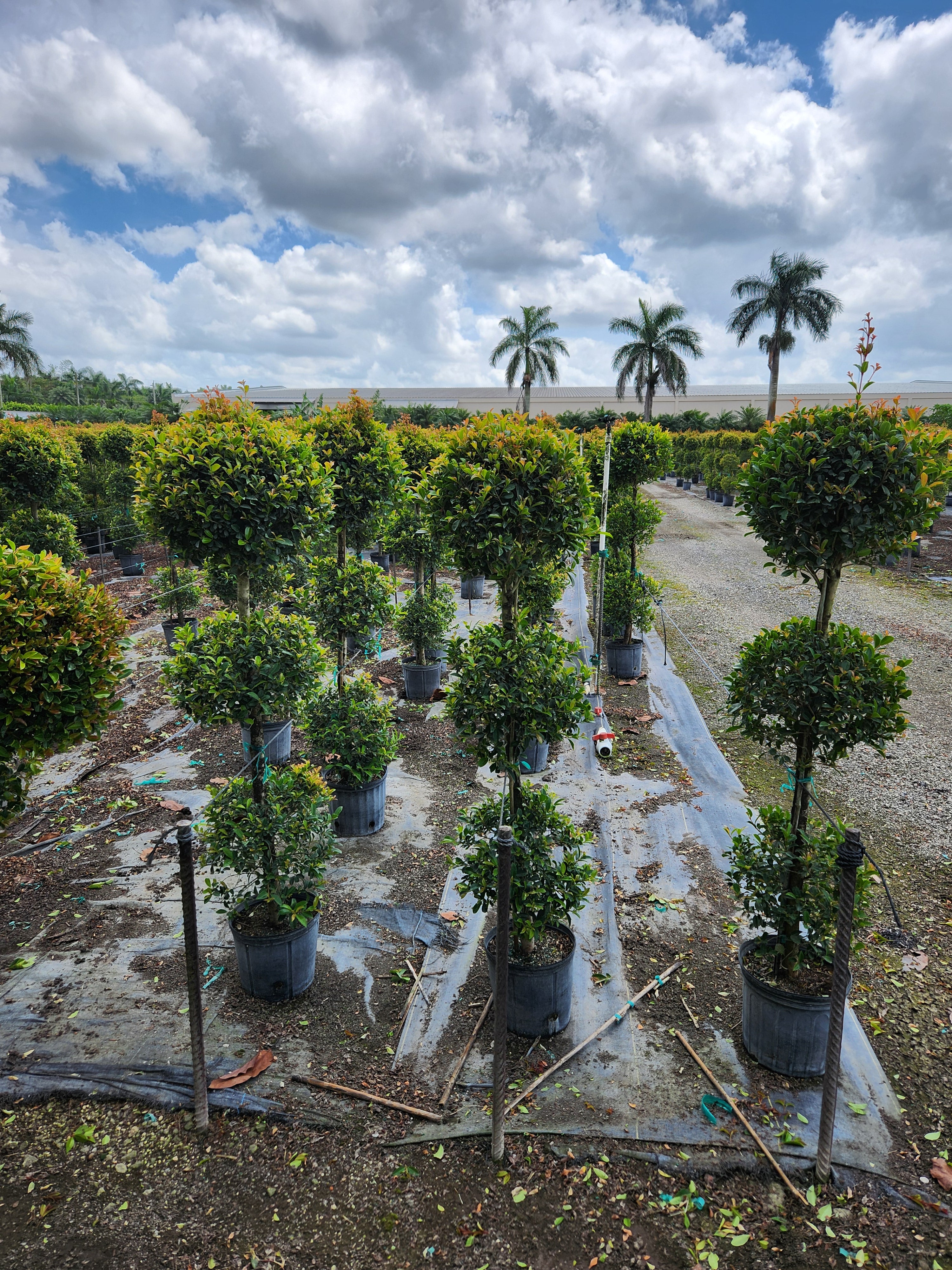 Triple Ball Eugenia Topiary (Approx. 3–4 ft Tall)