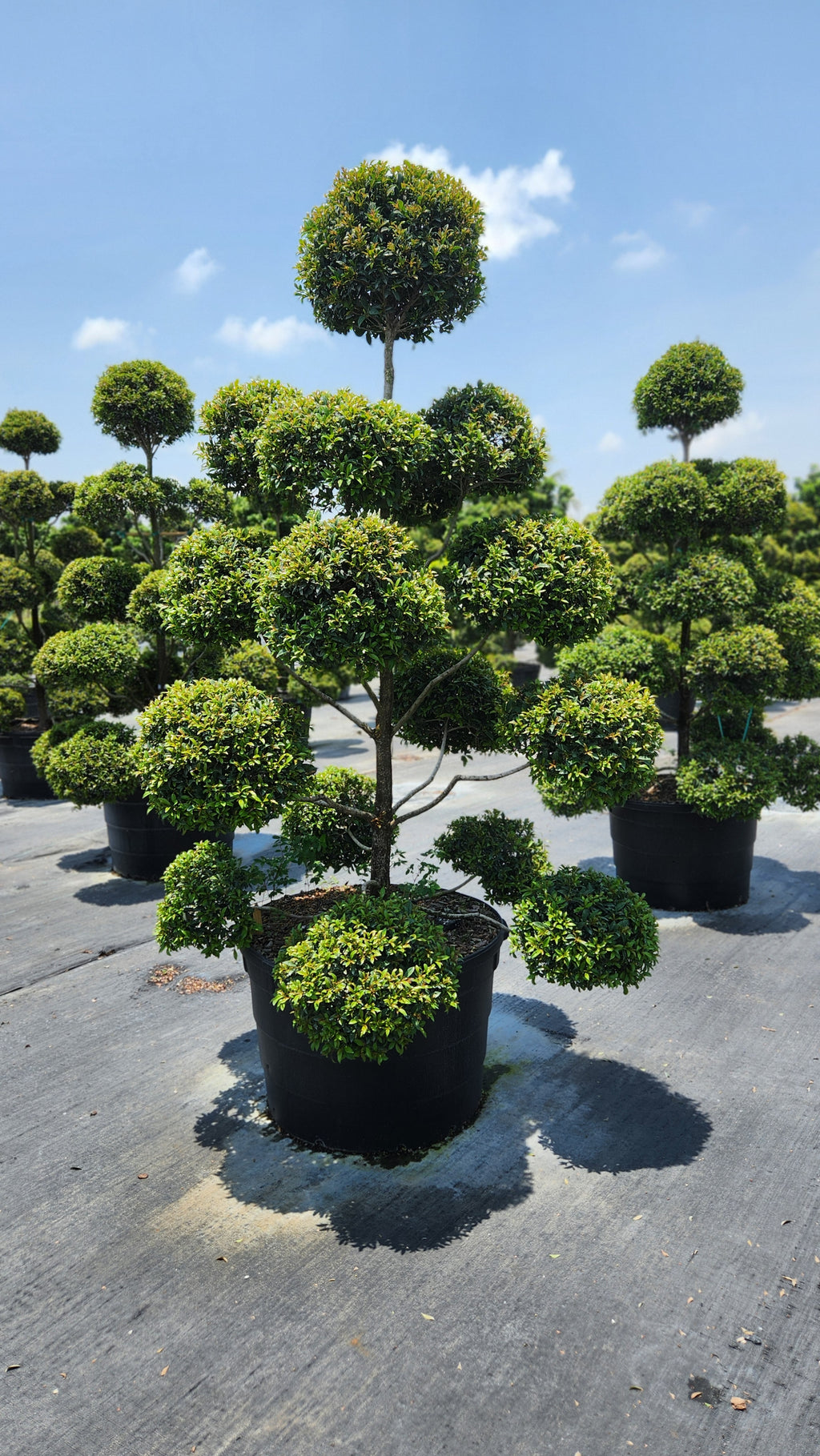 Eugenia Multi-Ball Topiary About 6- 7 feet tall