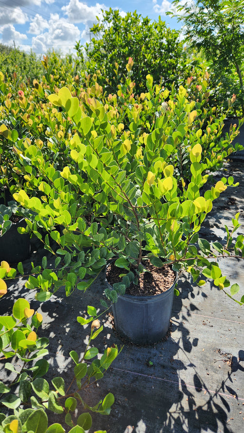 Cocoplum (Approximately 2 Feet Tall)
