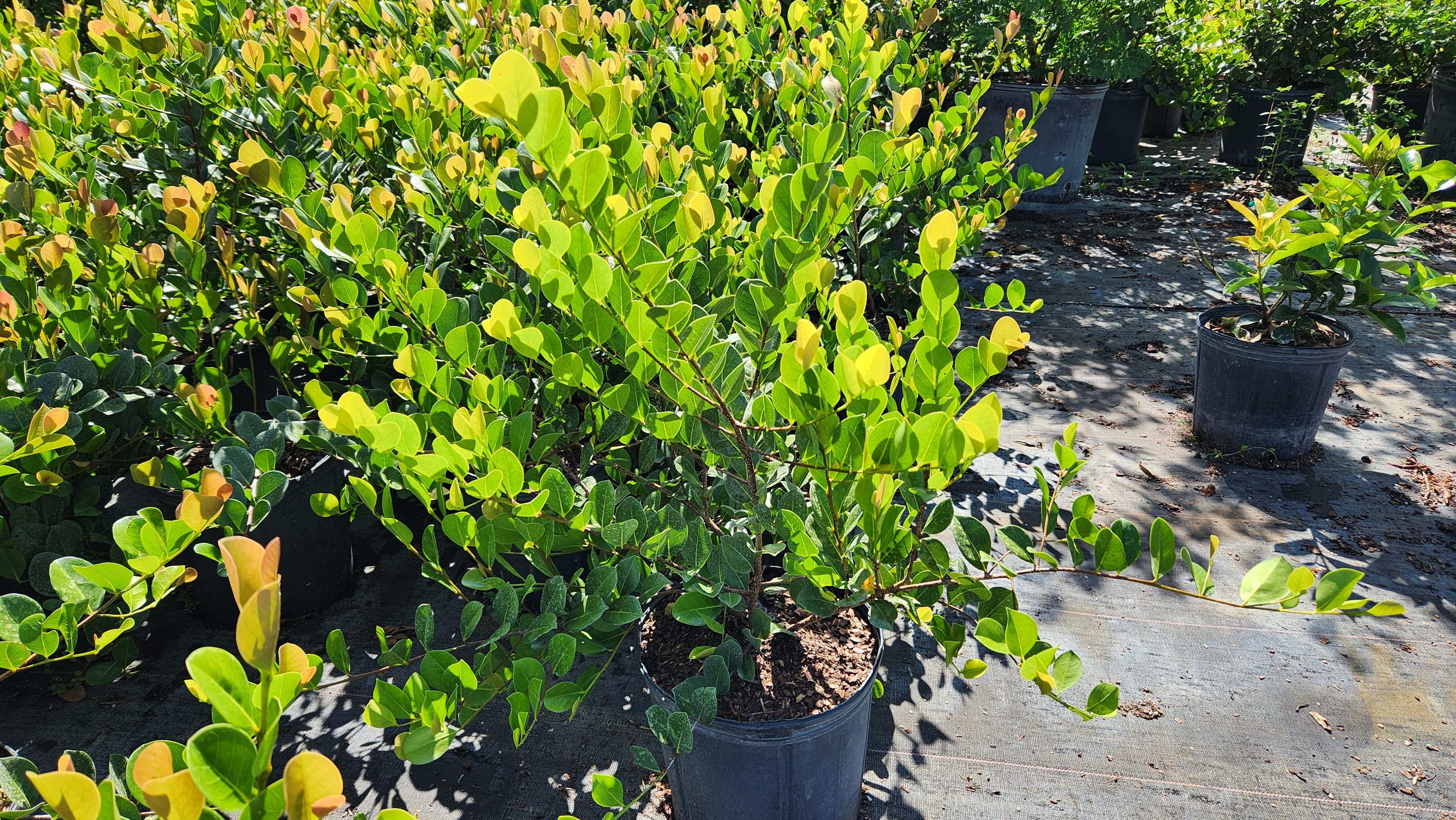 Cocoplum (Approximately 2 Feet Tall)