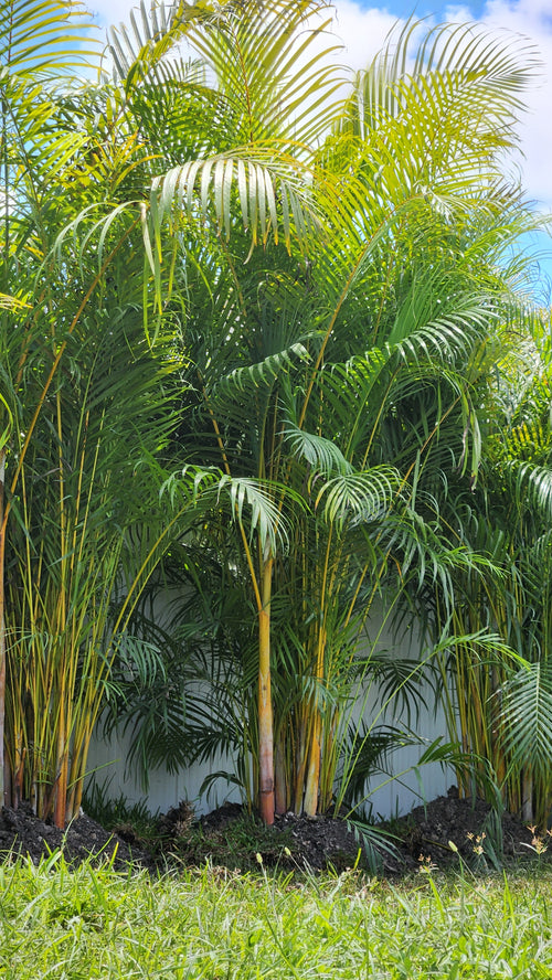 Areca Palm (Dypsis lutescens) – 7-8 ft Tall