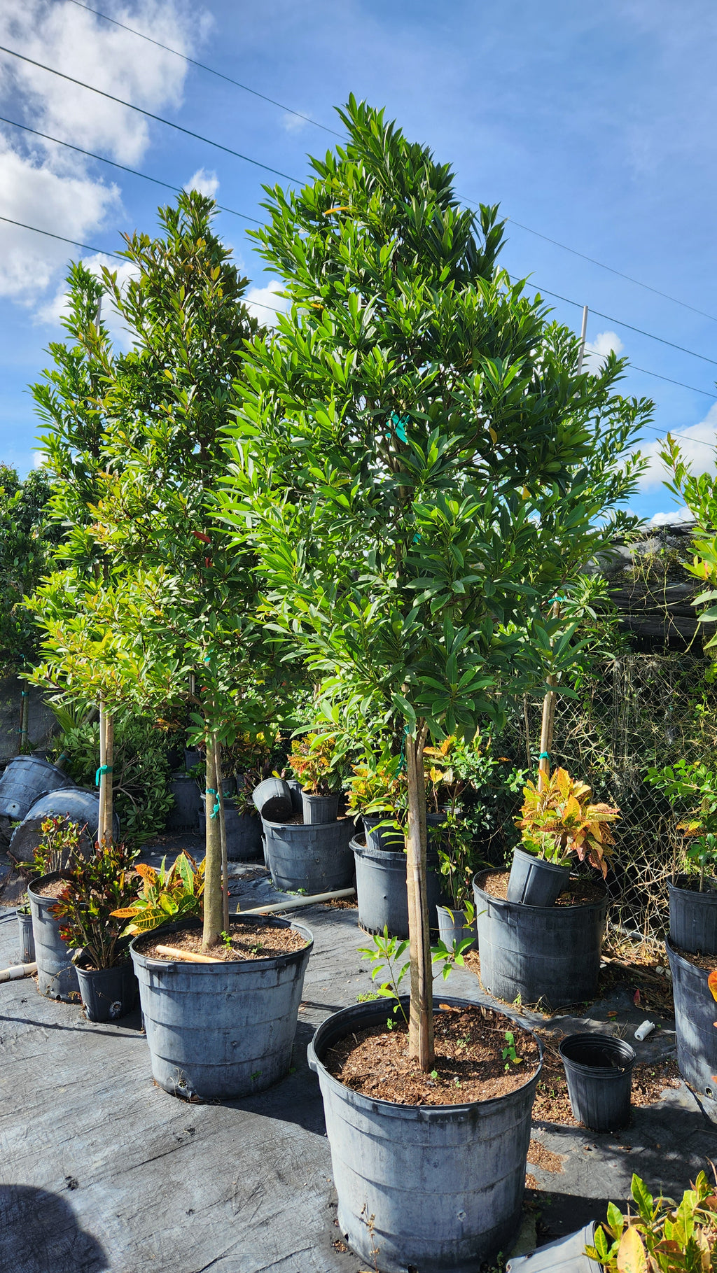 Japanese Blueberry Tree – Approx. 8–9 ft Tall 🌳