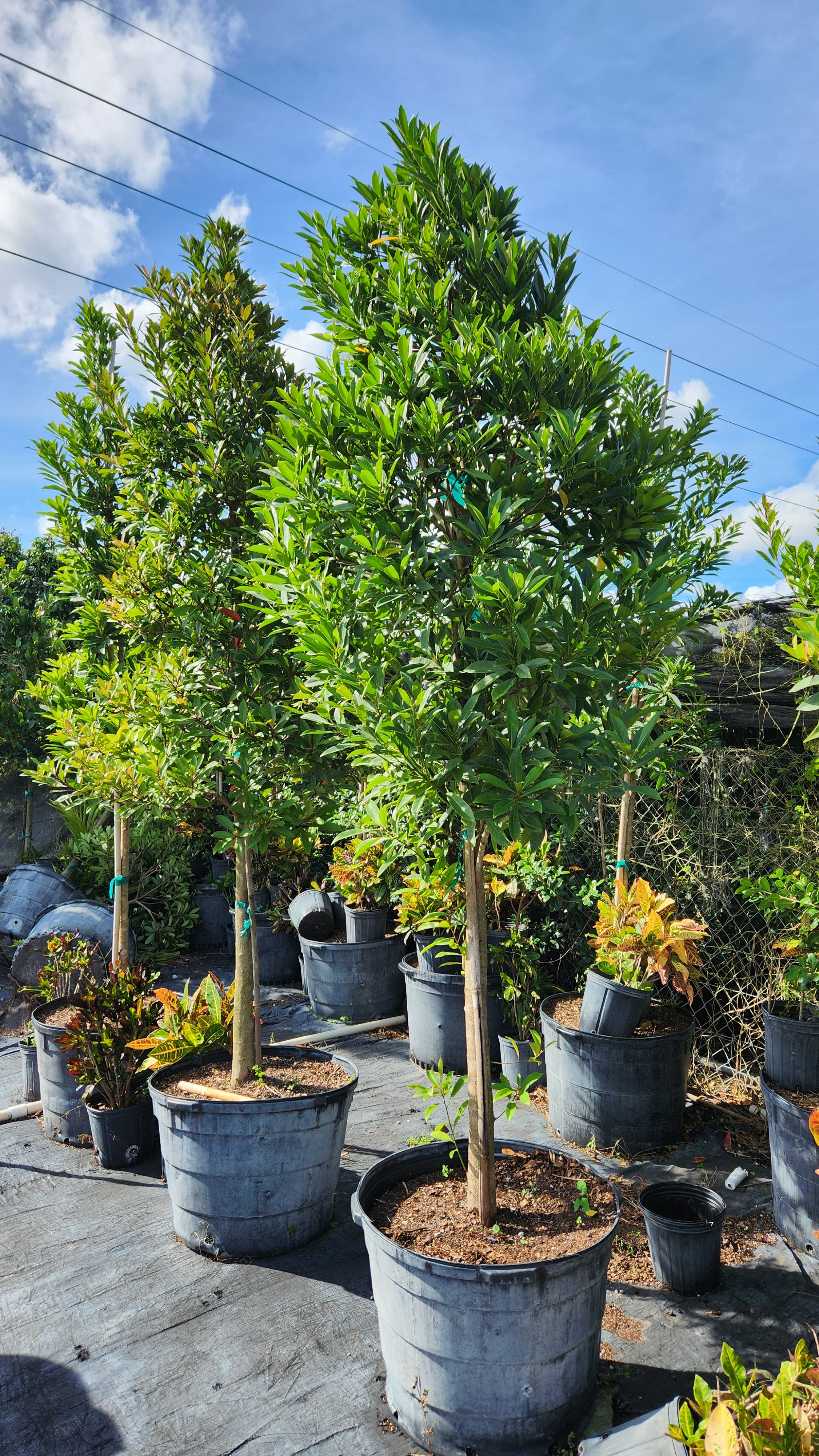 Japanese Blueberry Tree – Approx. 8–9 ft Tall 🌳