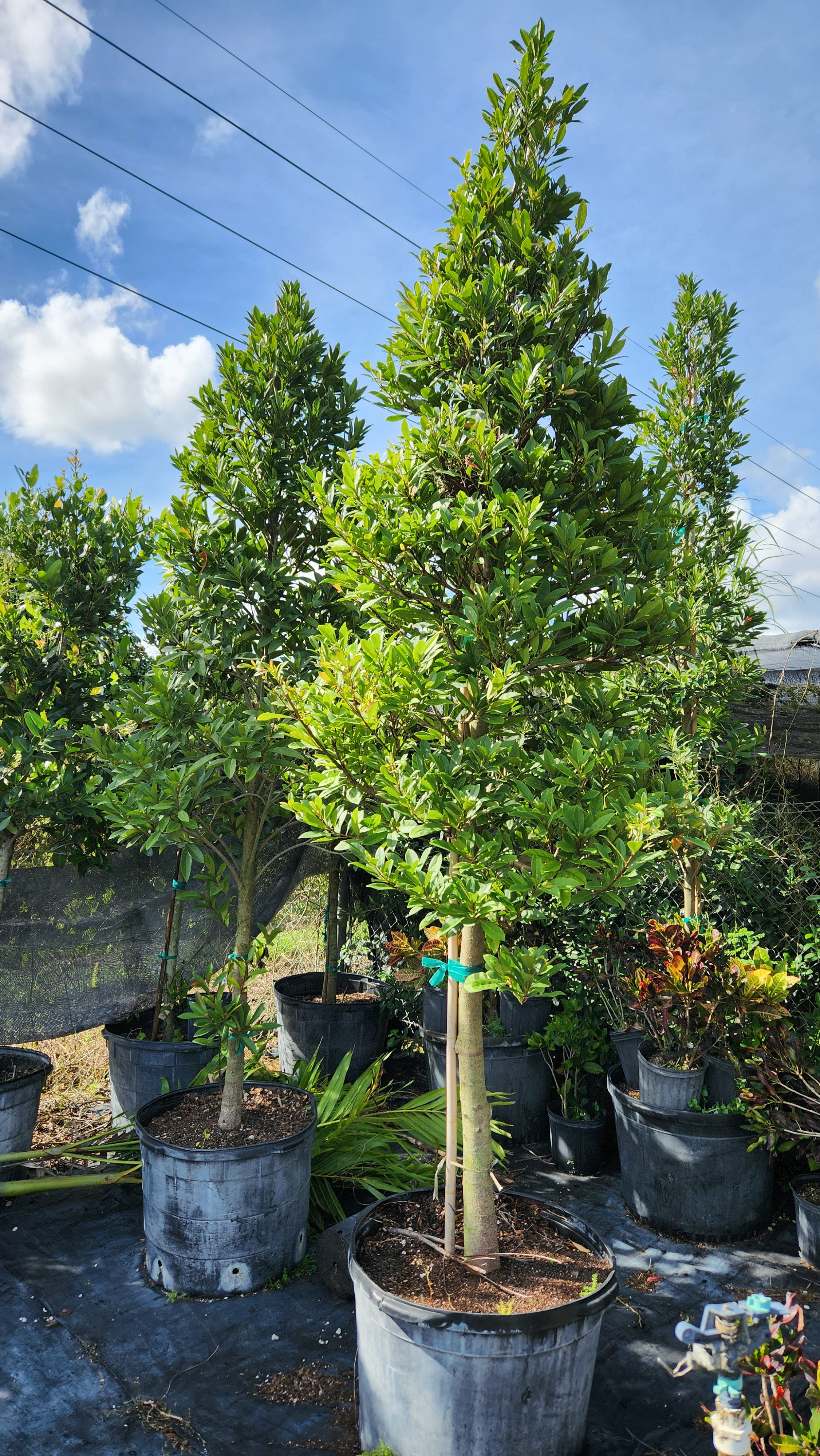 Japanese Blueberry Tree – Approx. 8–9 ft Tall 🌳