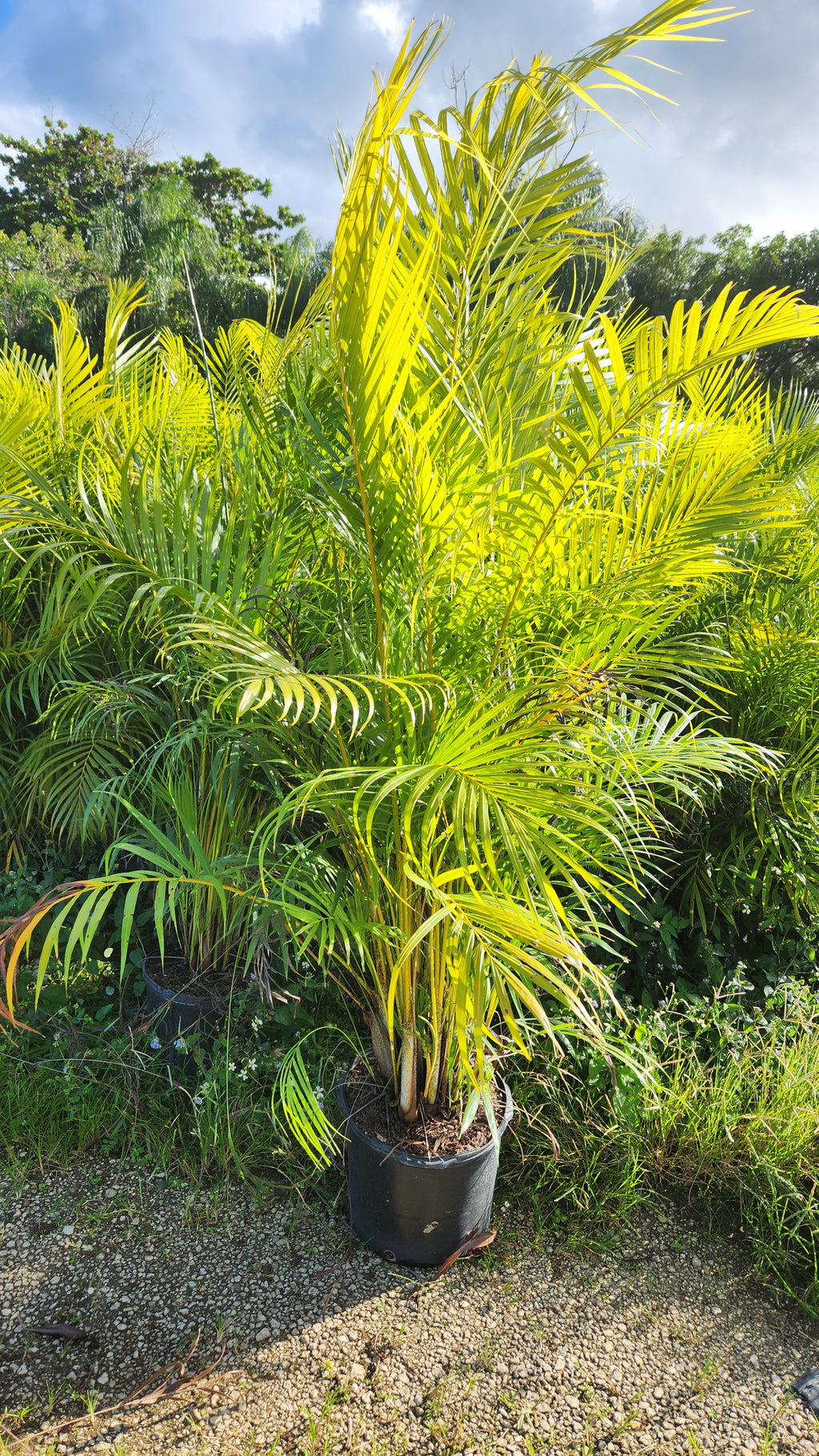 Areca Palm (Dypsis lutescens) – 7-8 ft Tall