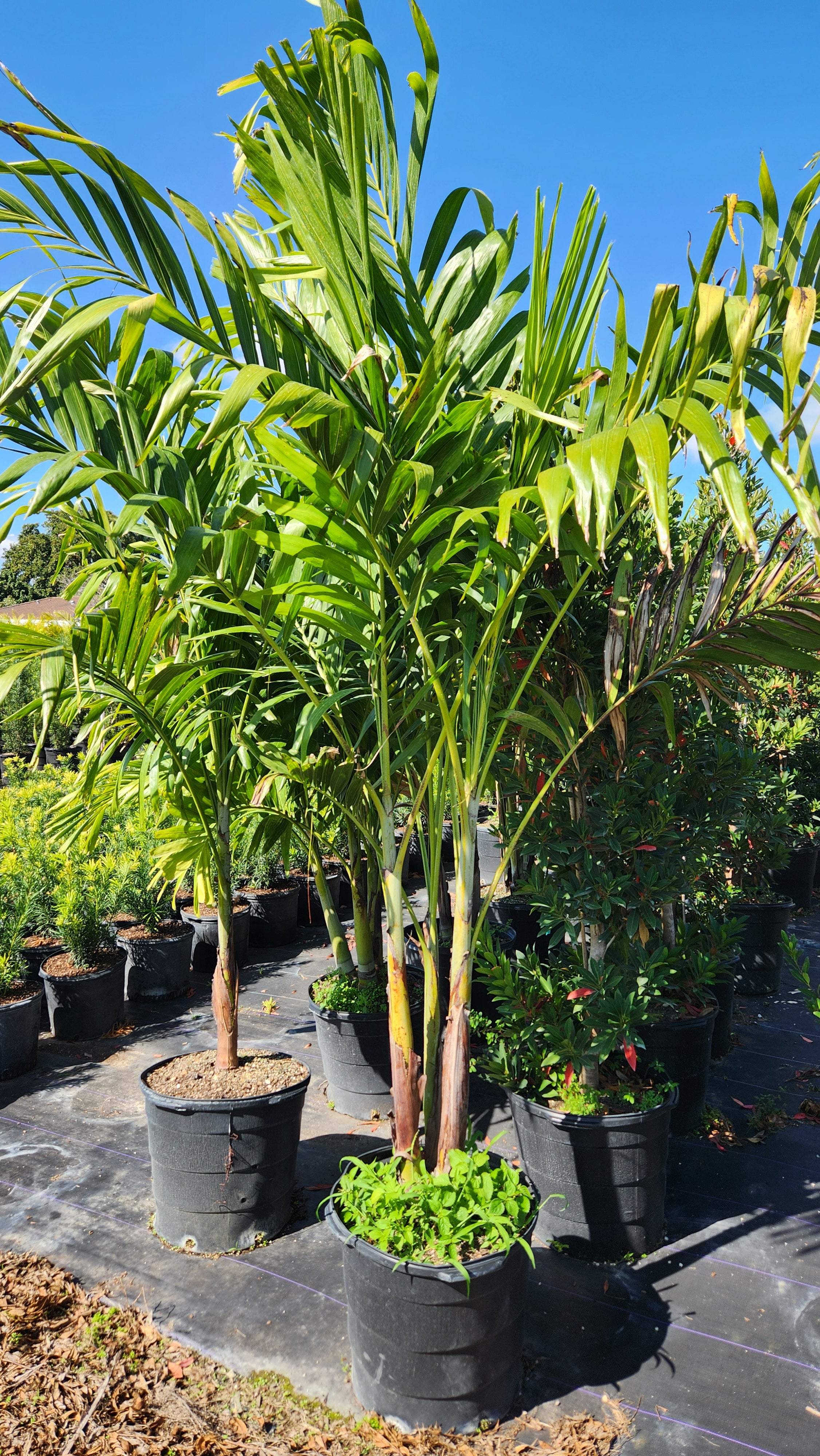 Christmas Palm (Adonidia Palm) – 5-6 ft Tall