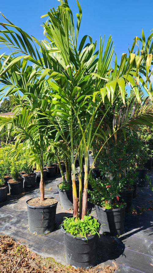 Christmas Palm (Adonidia Palm) – 5-6 ft Tall