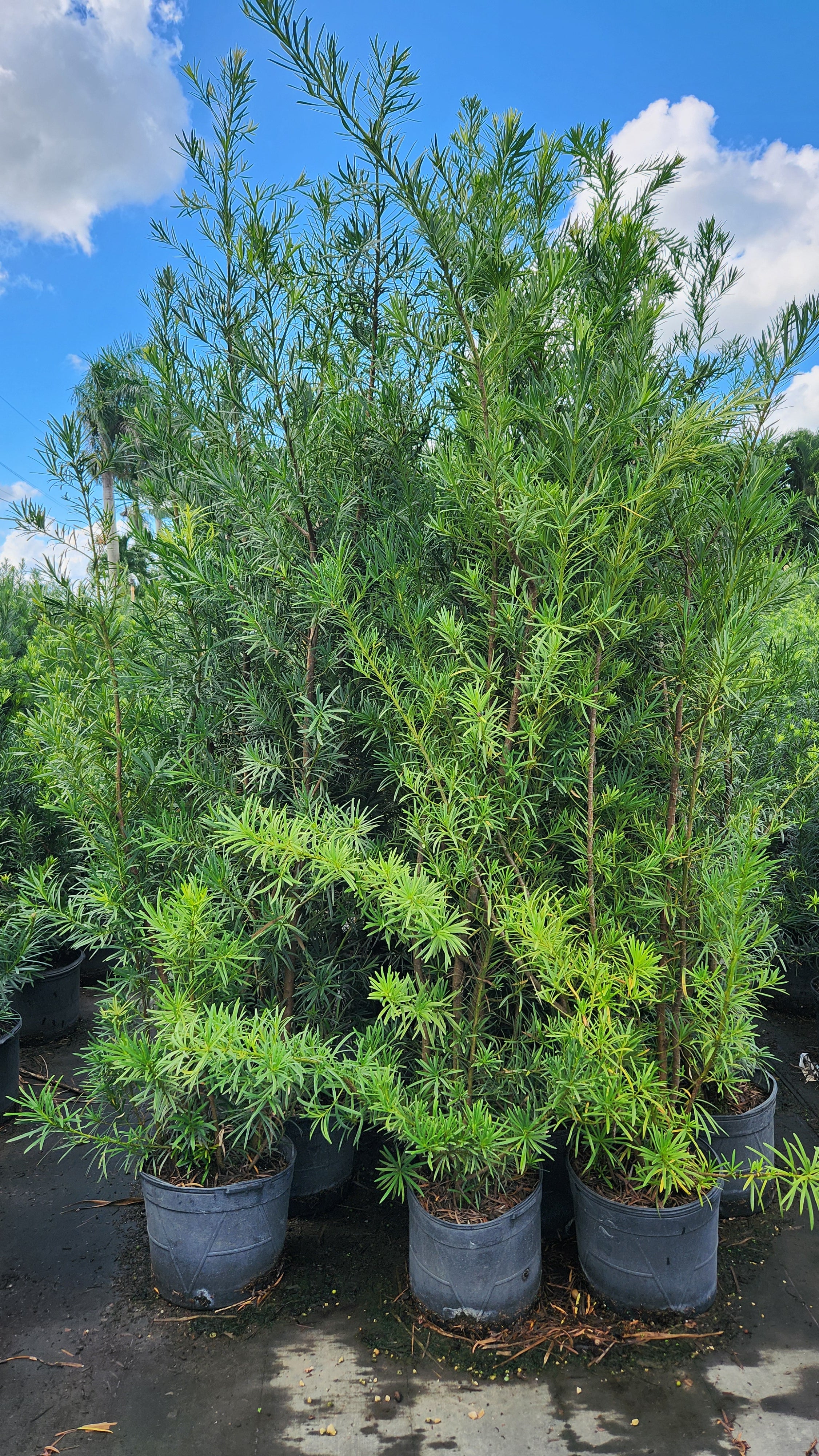 Podocarpus About 5-6 Feet Tall