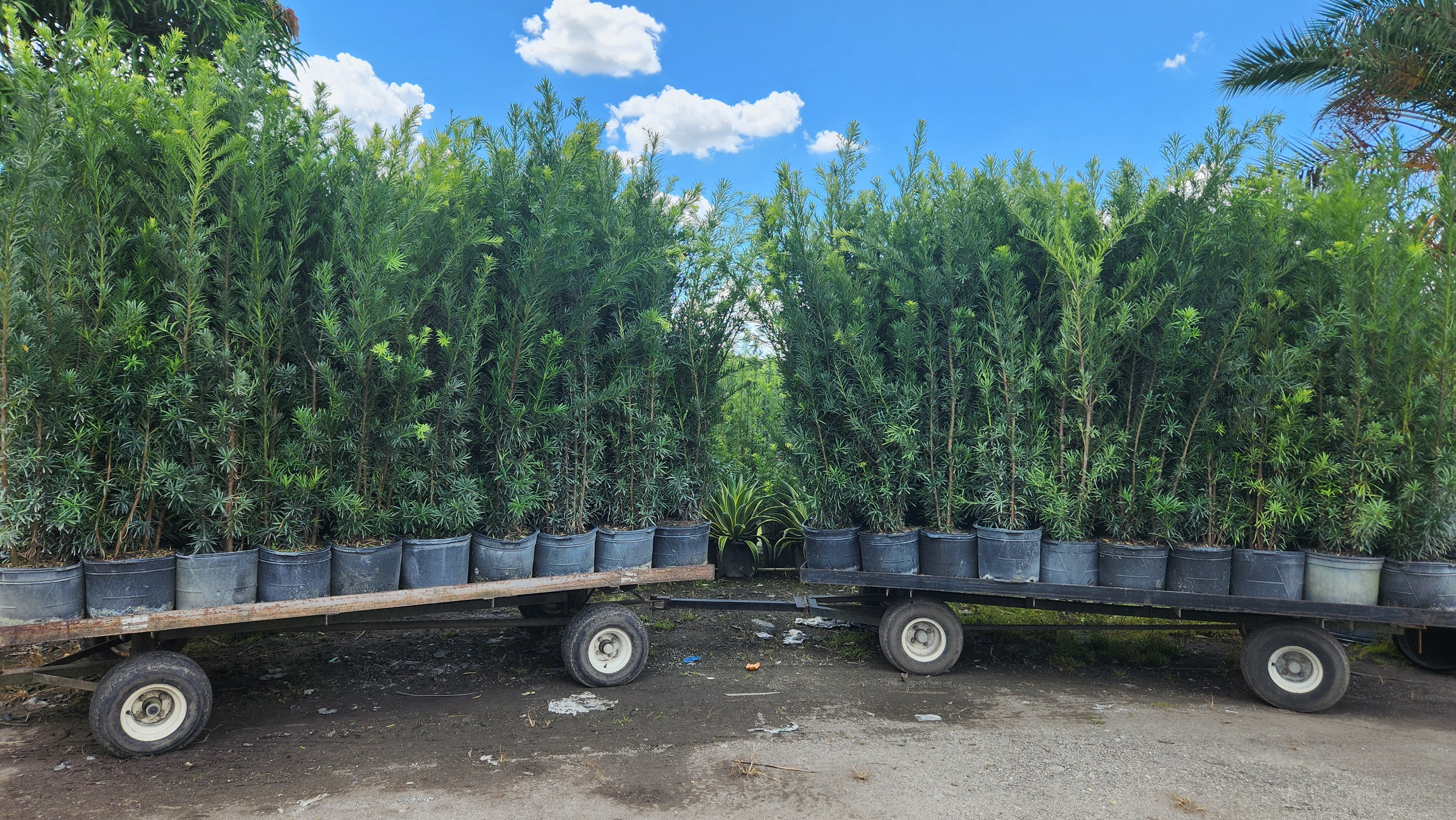 Podocarpus About 5-6 Feet Tall