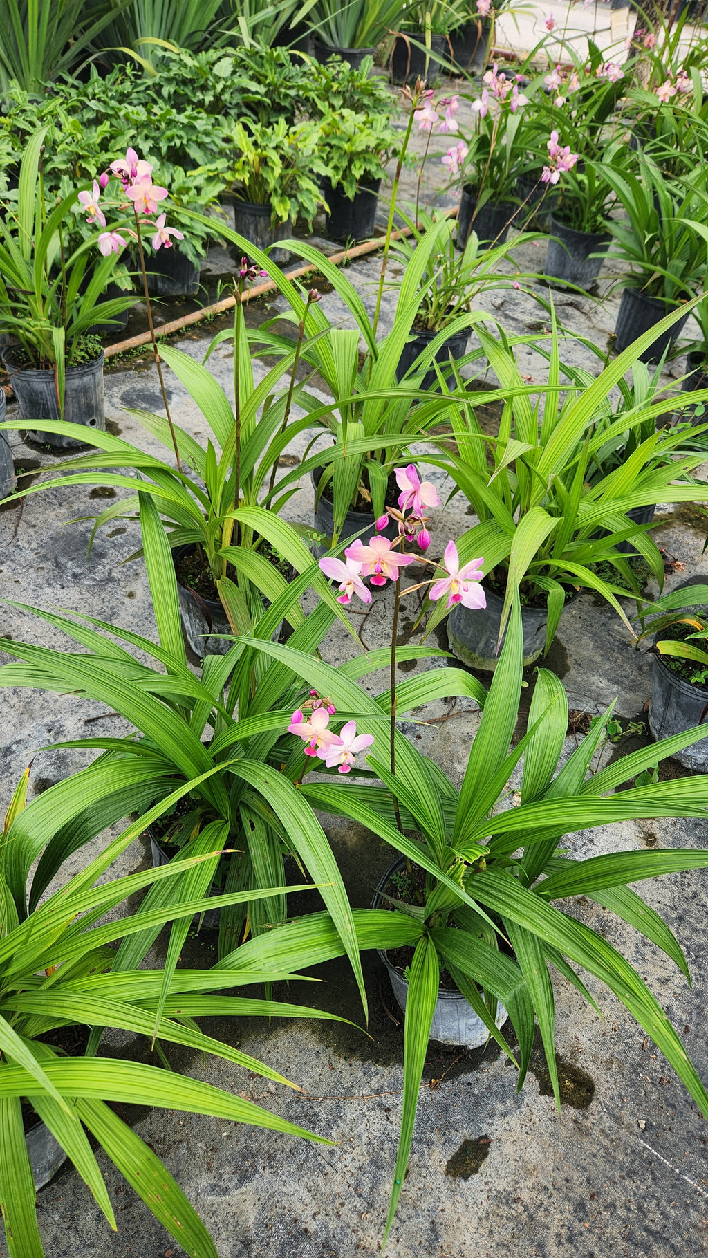 Ground Orchid (Spathoglottis)