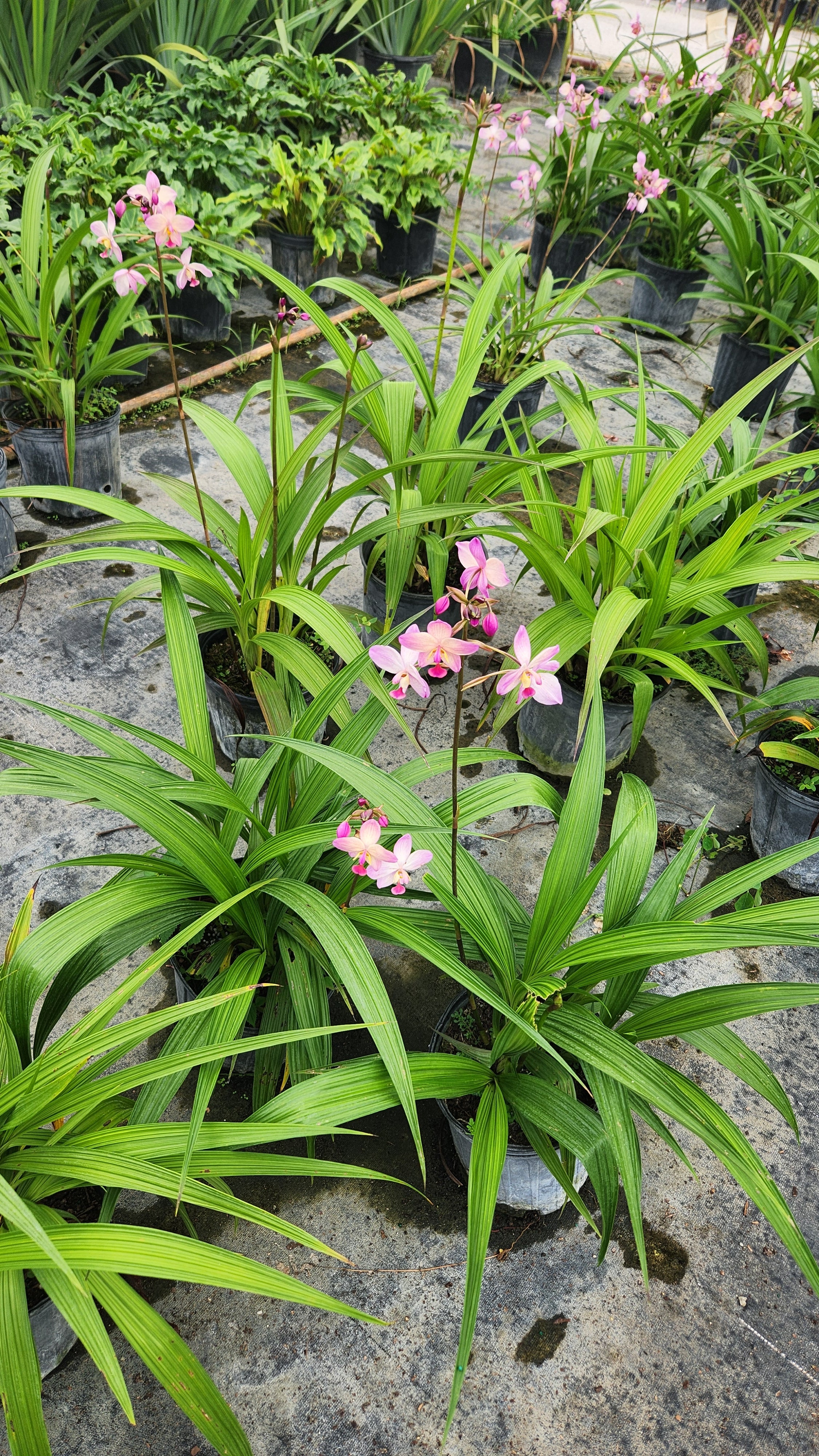Ground Orchid (Spathoglottis)