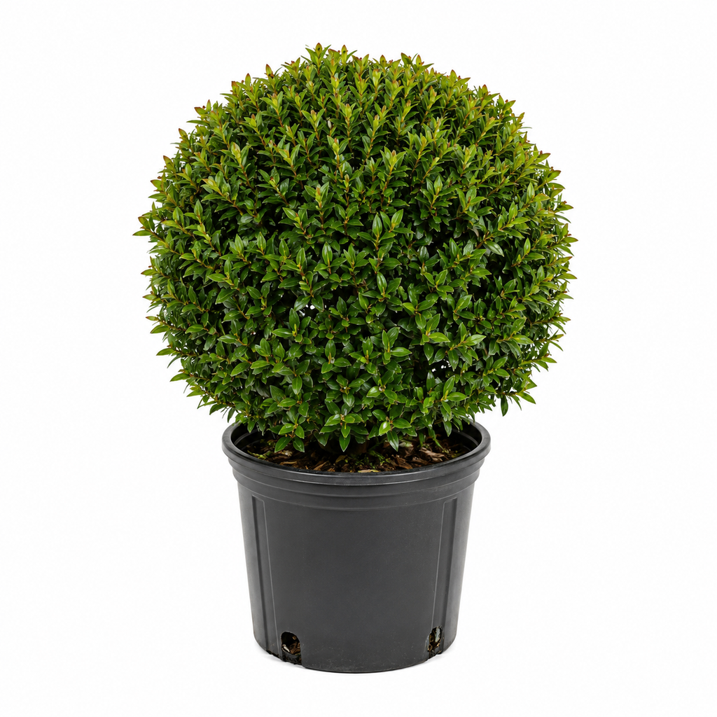 Eugenia Topiary Ball – Approx. 1 ft Wide
