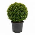 Eugenia Topiary Ball – Approx. 1 ft Wide