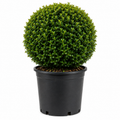 Eugenia Topiary Ball – Approx. 1.5 - 2  ft Wide