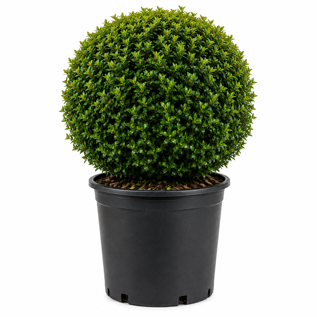 Eugenia Topiary Ball – Approx. 1.5 - 2  ft Wide