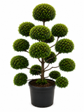 Eugenia Multi-Ball Topiary About 6- 7 feet tall