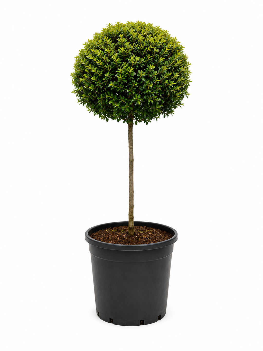 Eugenia Topiary Tree (Sstandard Single Ball) About 2 Feet Tall