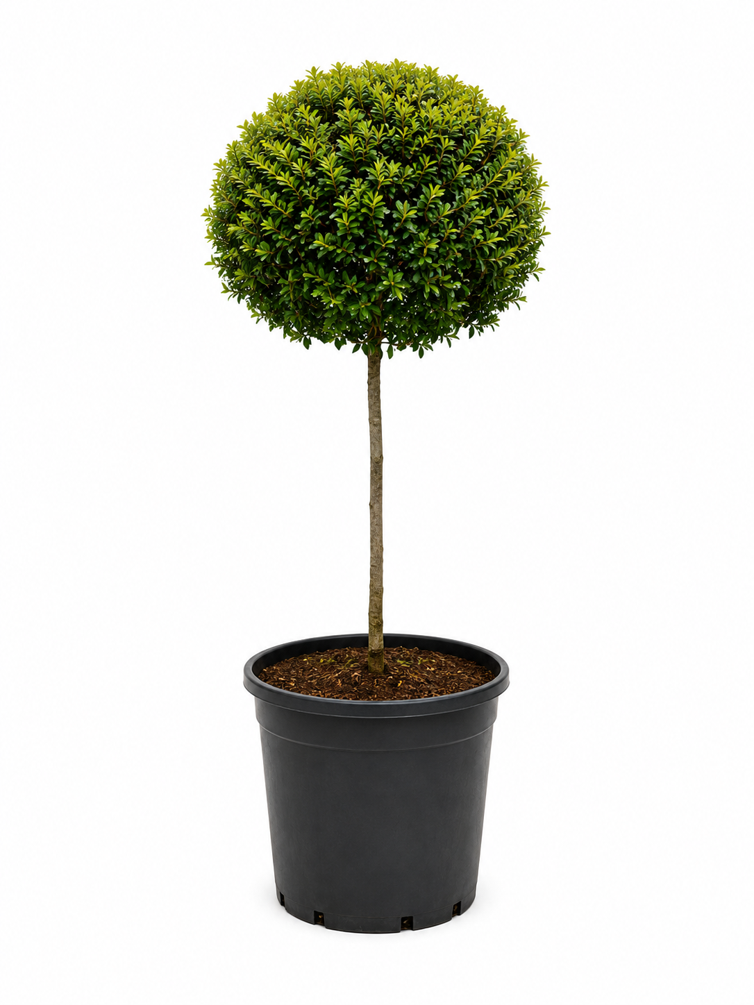Eugenia Topiary Tree (Sstandard Single Ball) About 2 Feet Tall