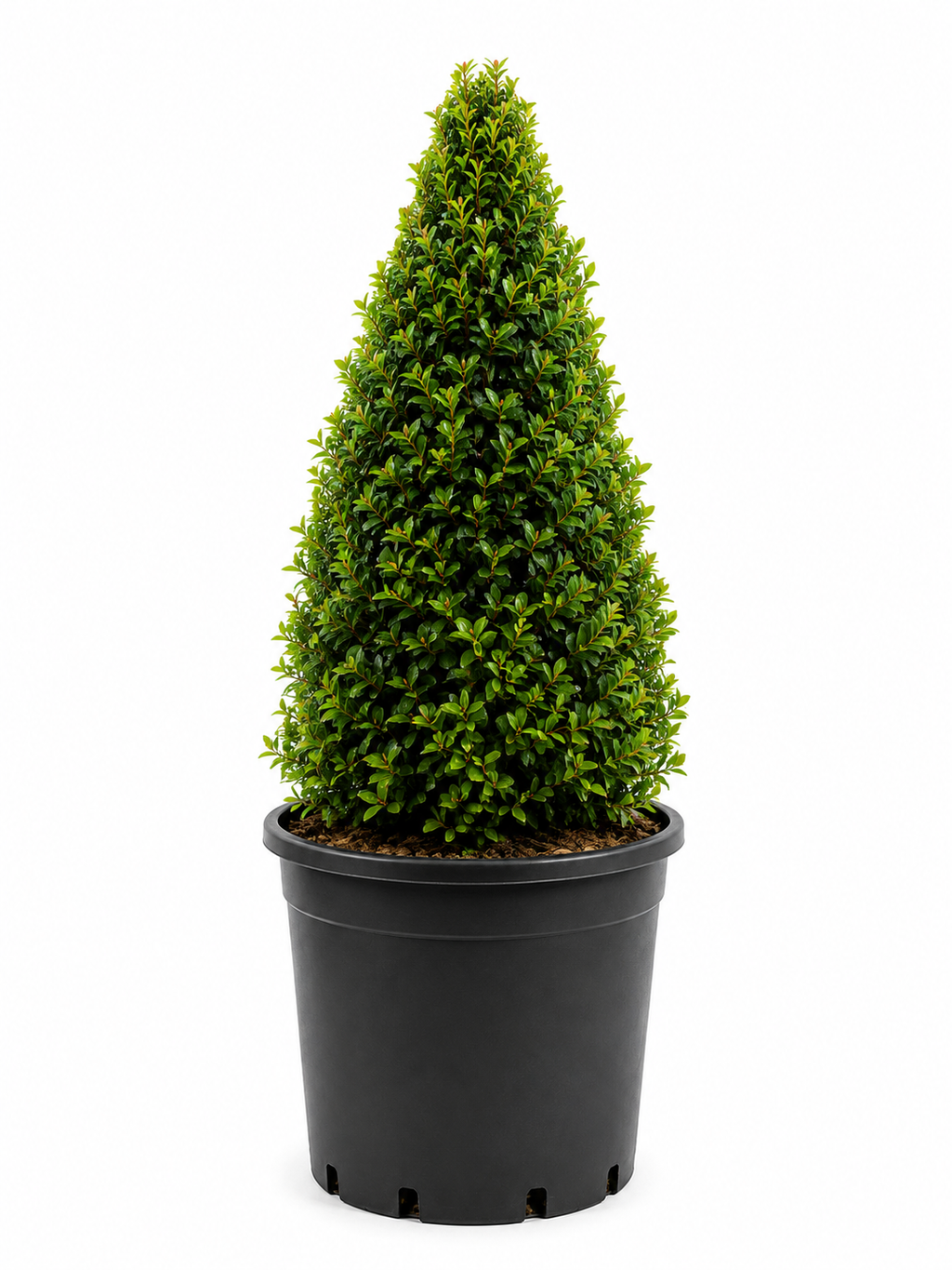 Eugenia Classic Cone Topiary (Small)